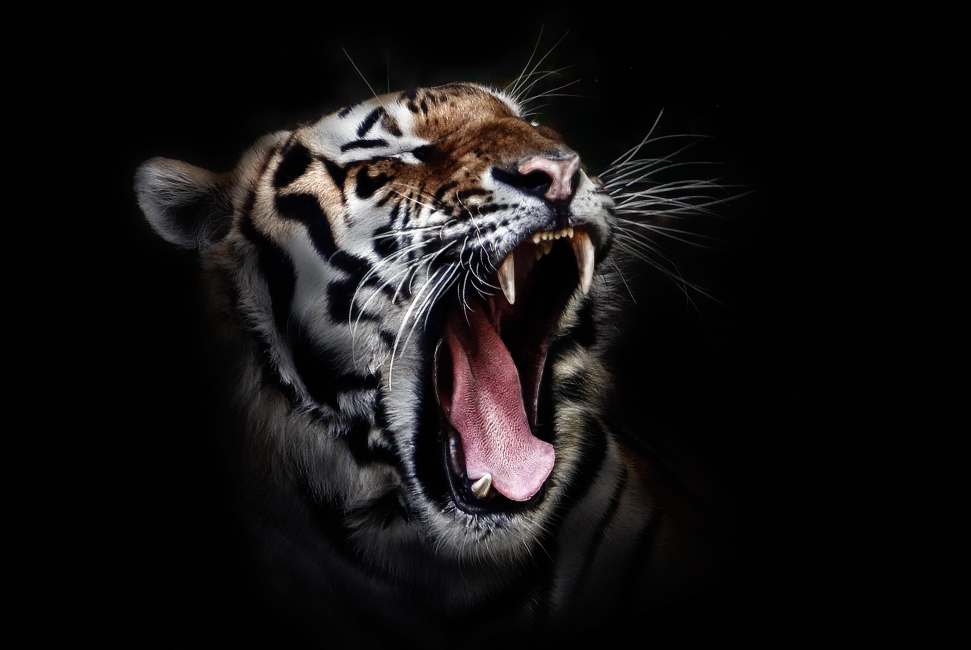 Tiger Roaring Wallpapers