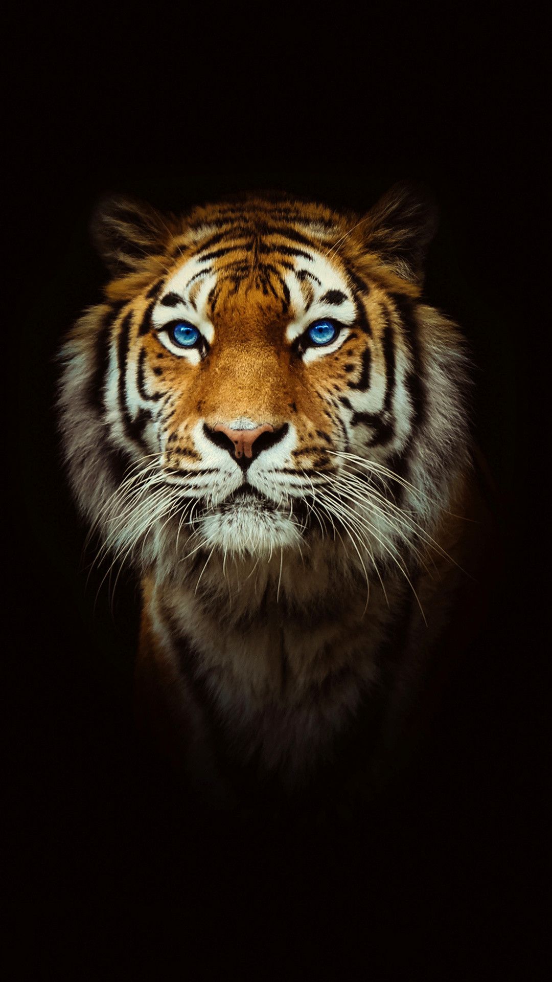 Tiger 3D Iphone Wallpapers