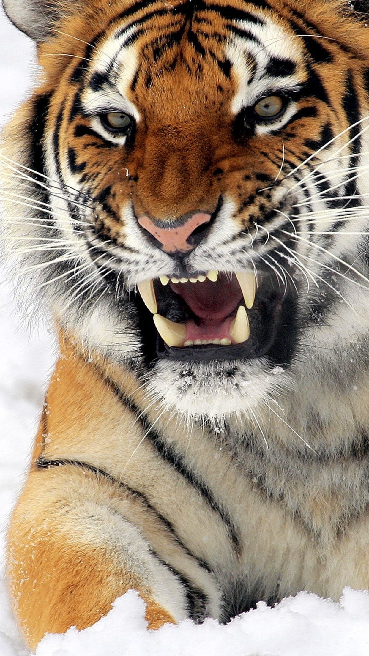 Tiger 3D Iphone Wallpapers