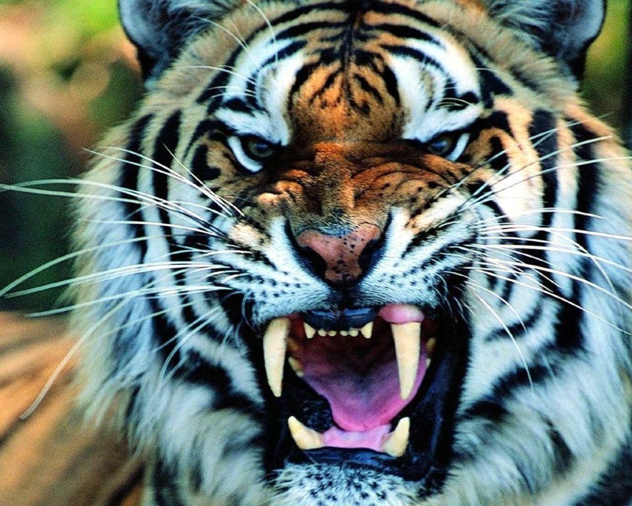 Tiger Free Wallpapers