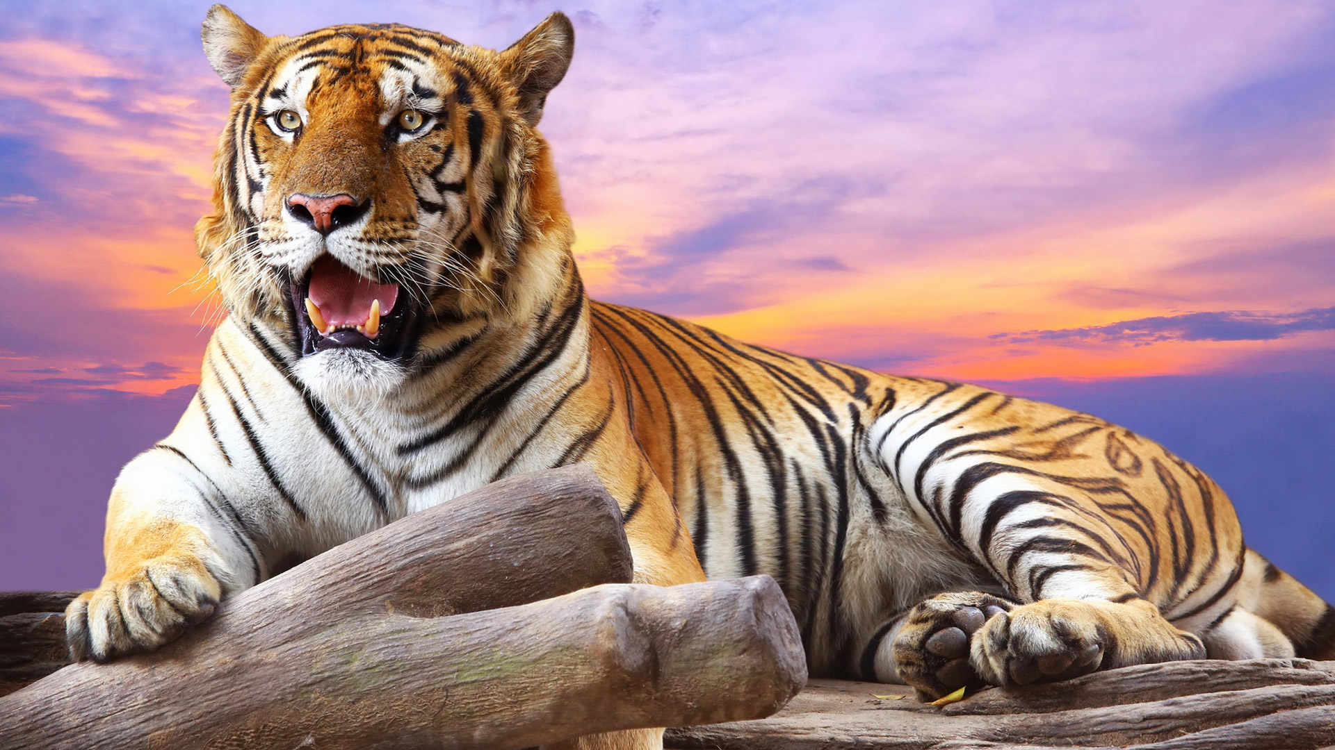 Tiger Free Wallpapers