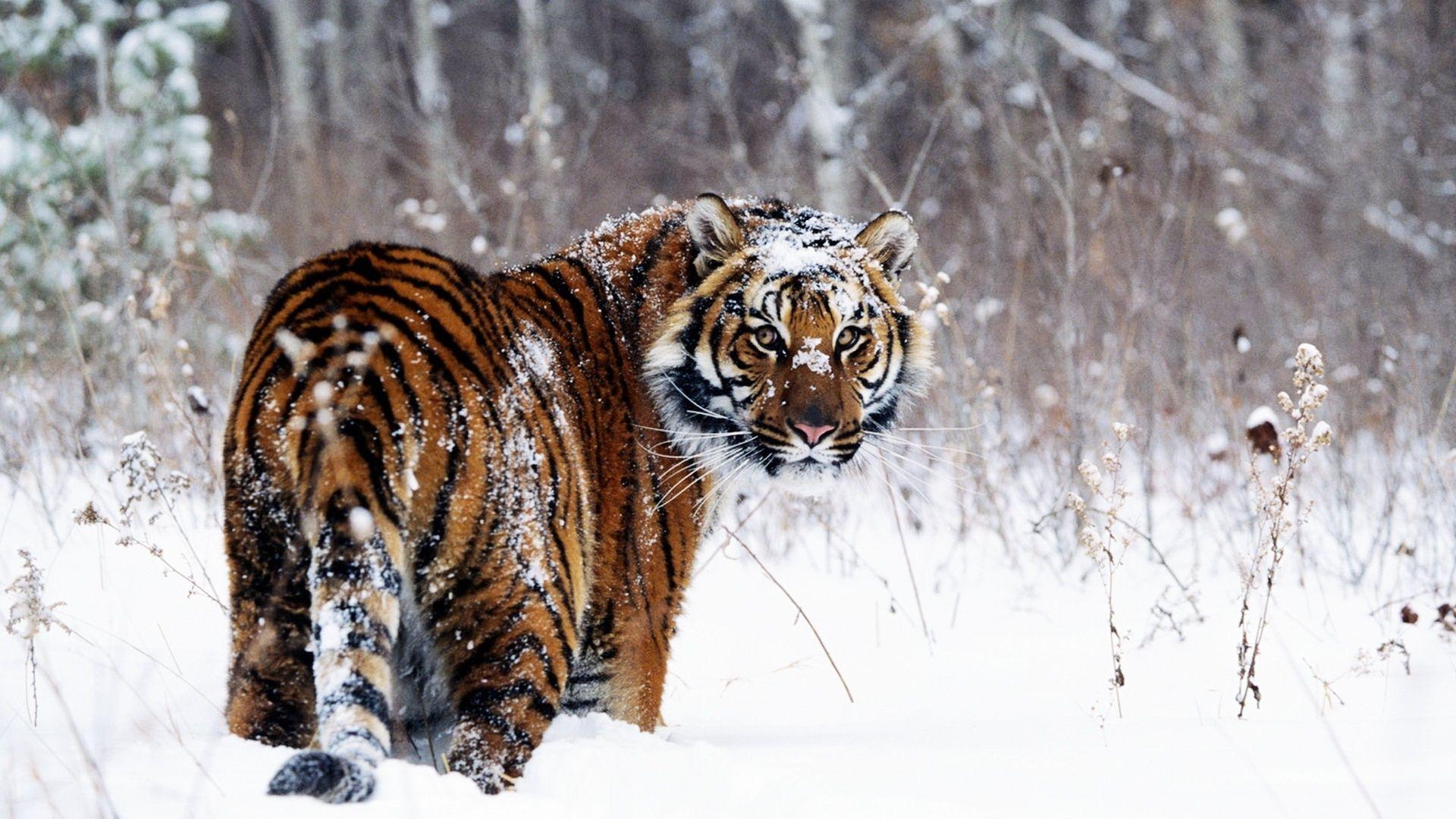 Tiger Free Wallpapers