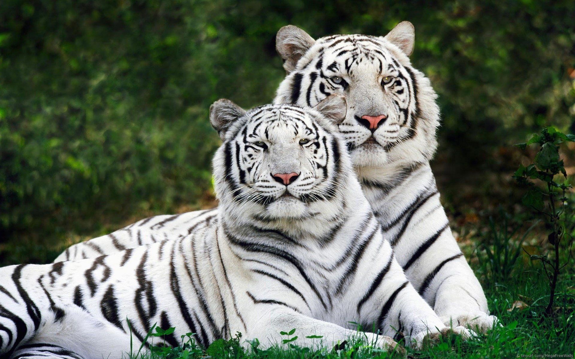 Tiger Free Wallpapers