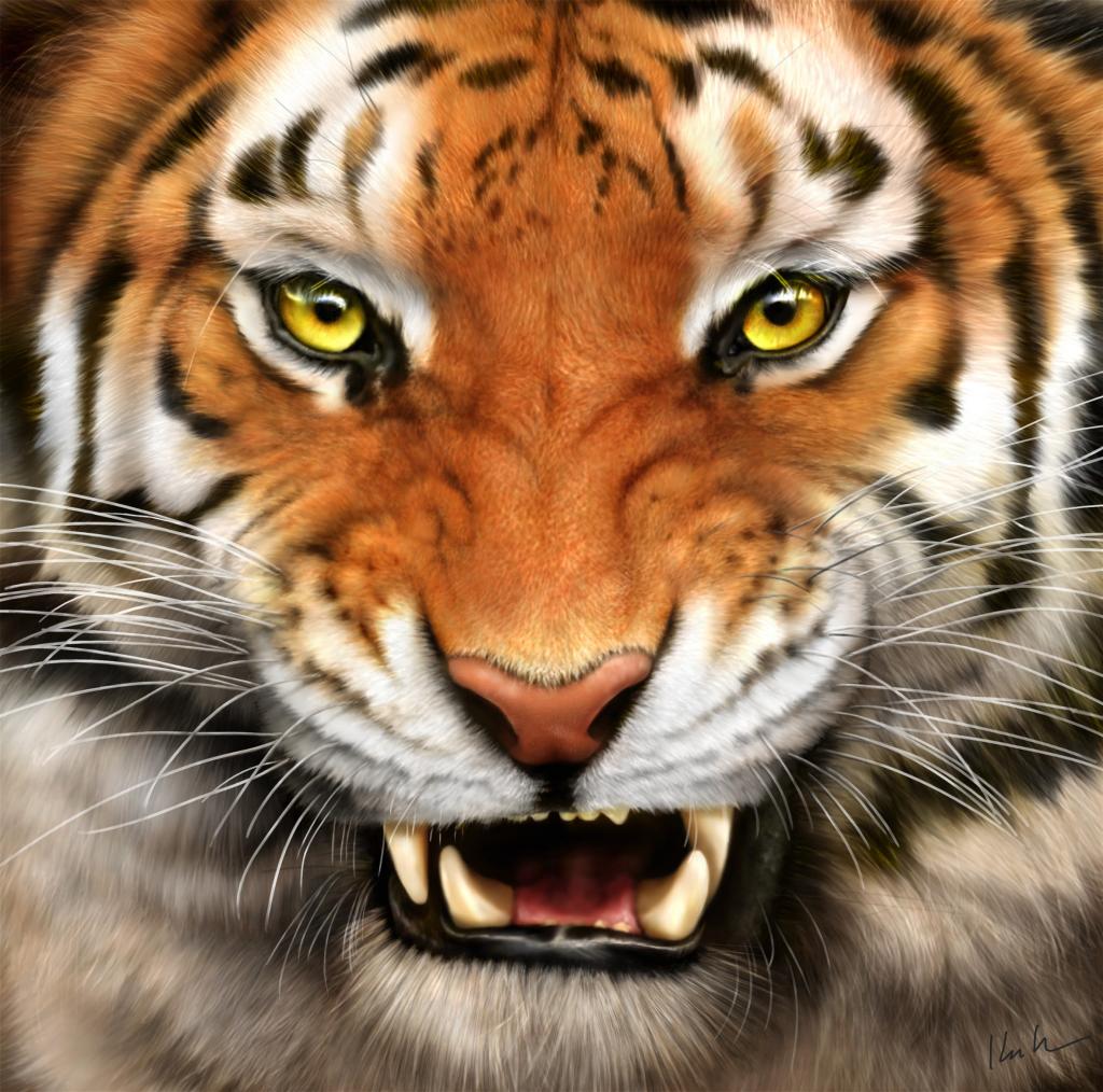 Tiger Free Wallpapers