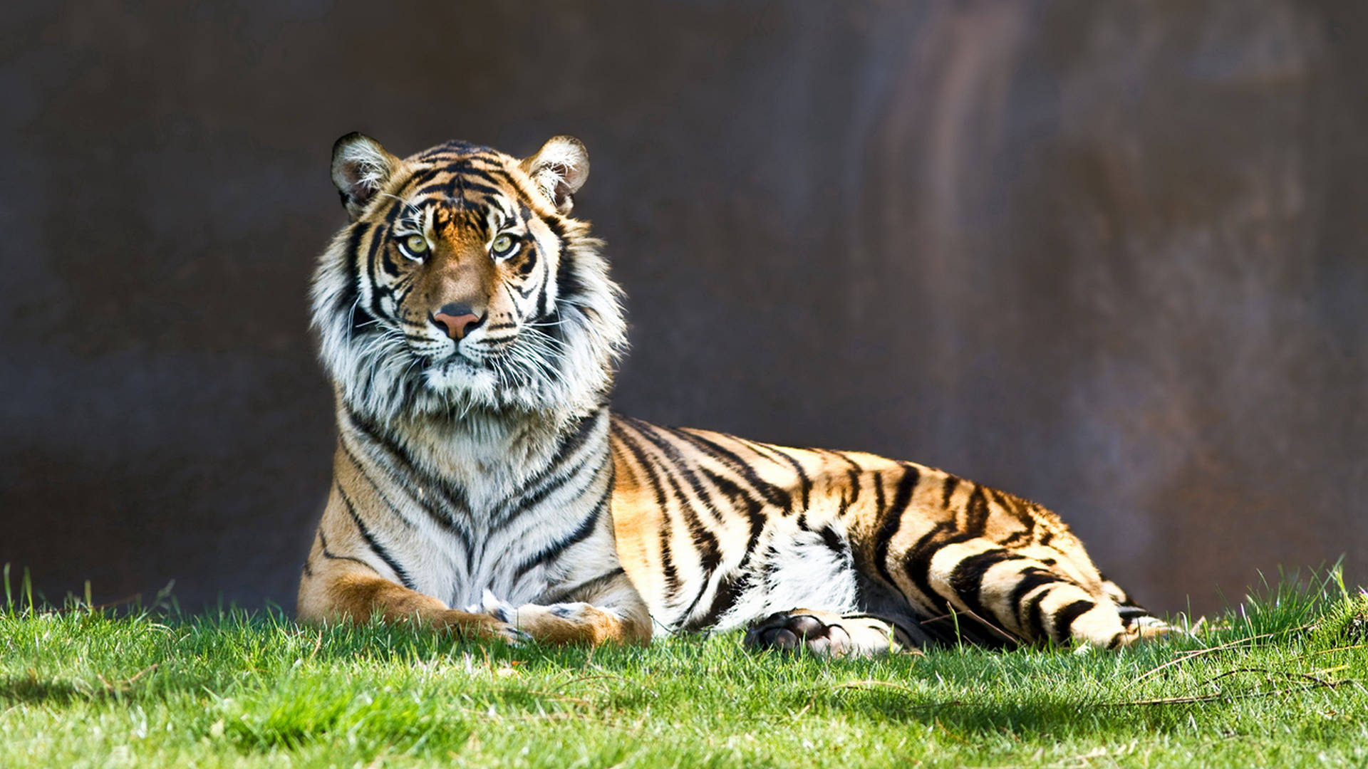 Tiger Free Wallpapers