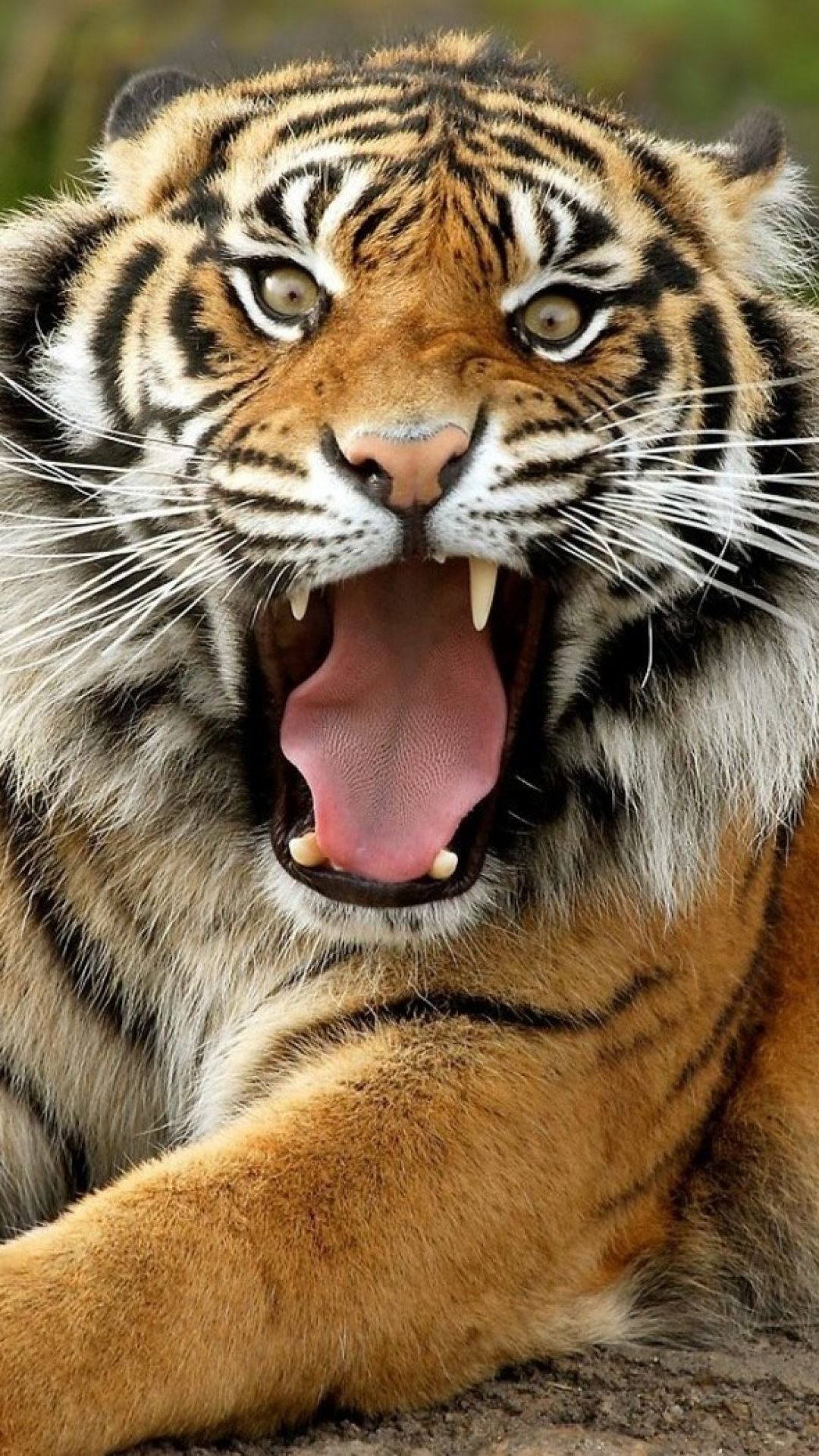 Tiger Free Wallpapers