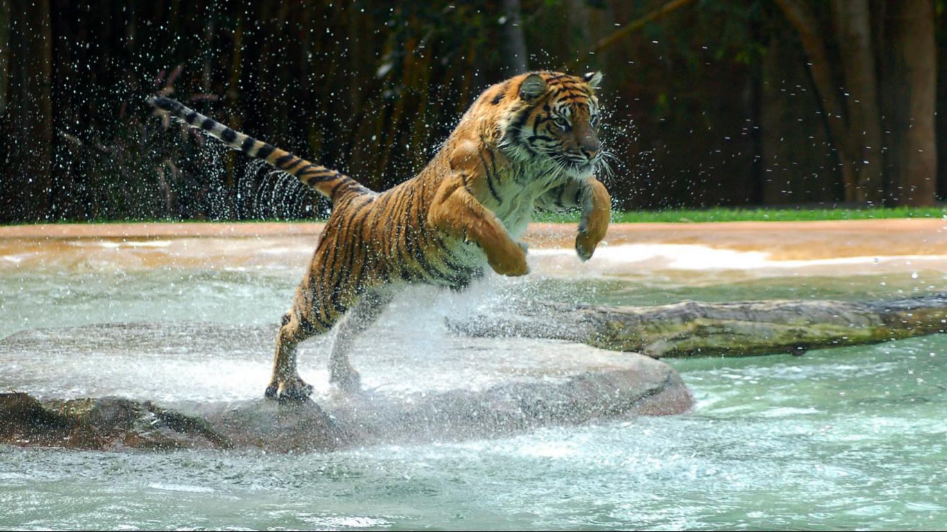 Tiger Free Wallpapers