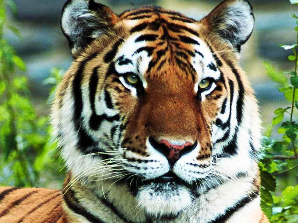 Tiger Free Wallpapers