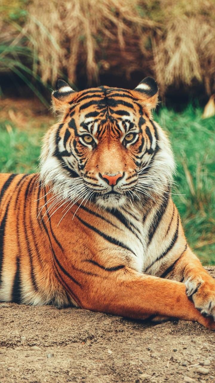 Tiger Free Wallpapers