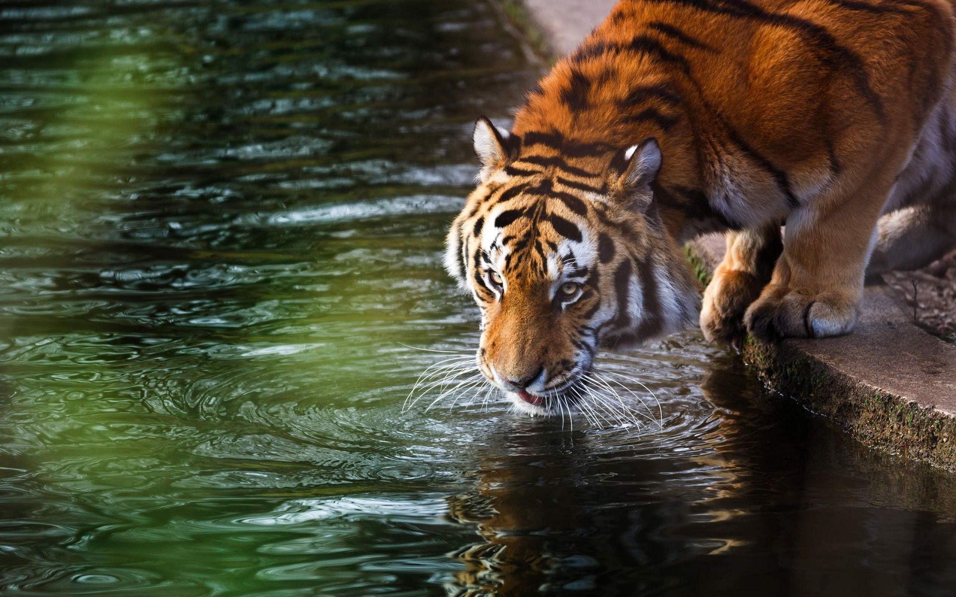 Tiger Free Wallpapers