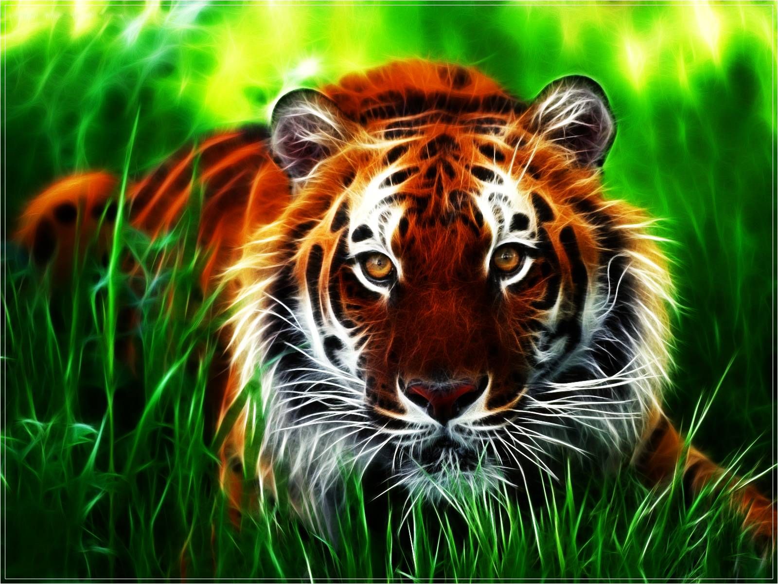 Tigers Wallpapers