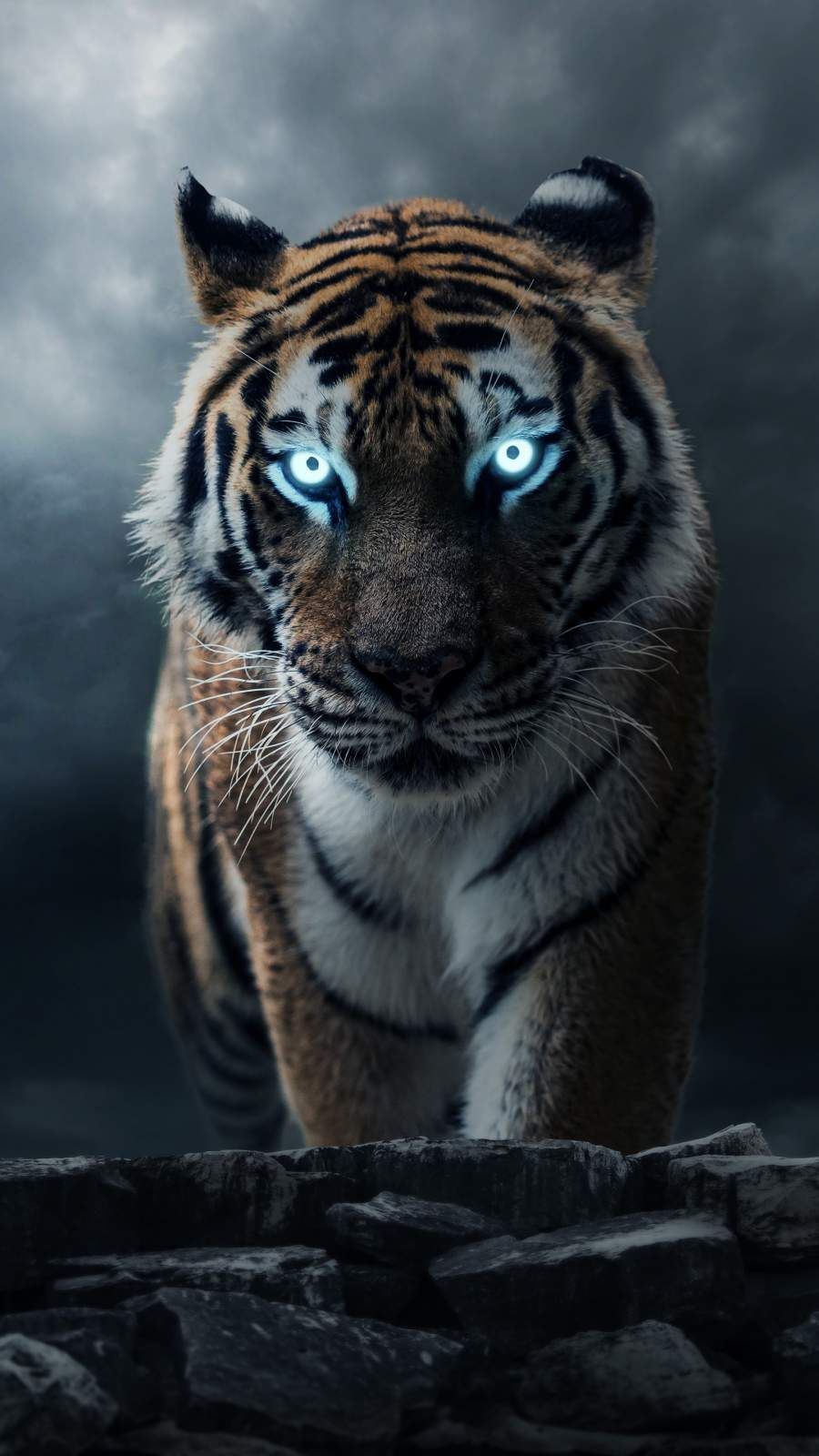 Tigers Wallpapers