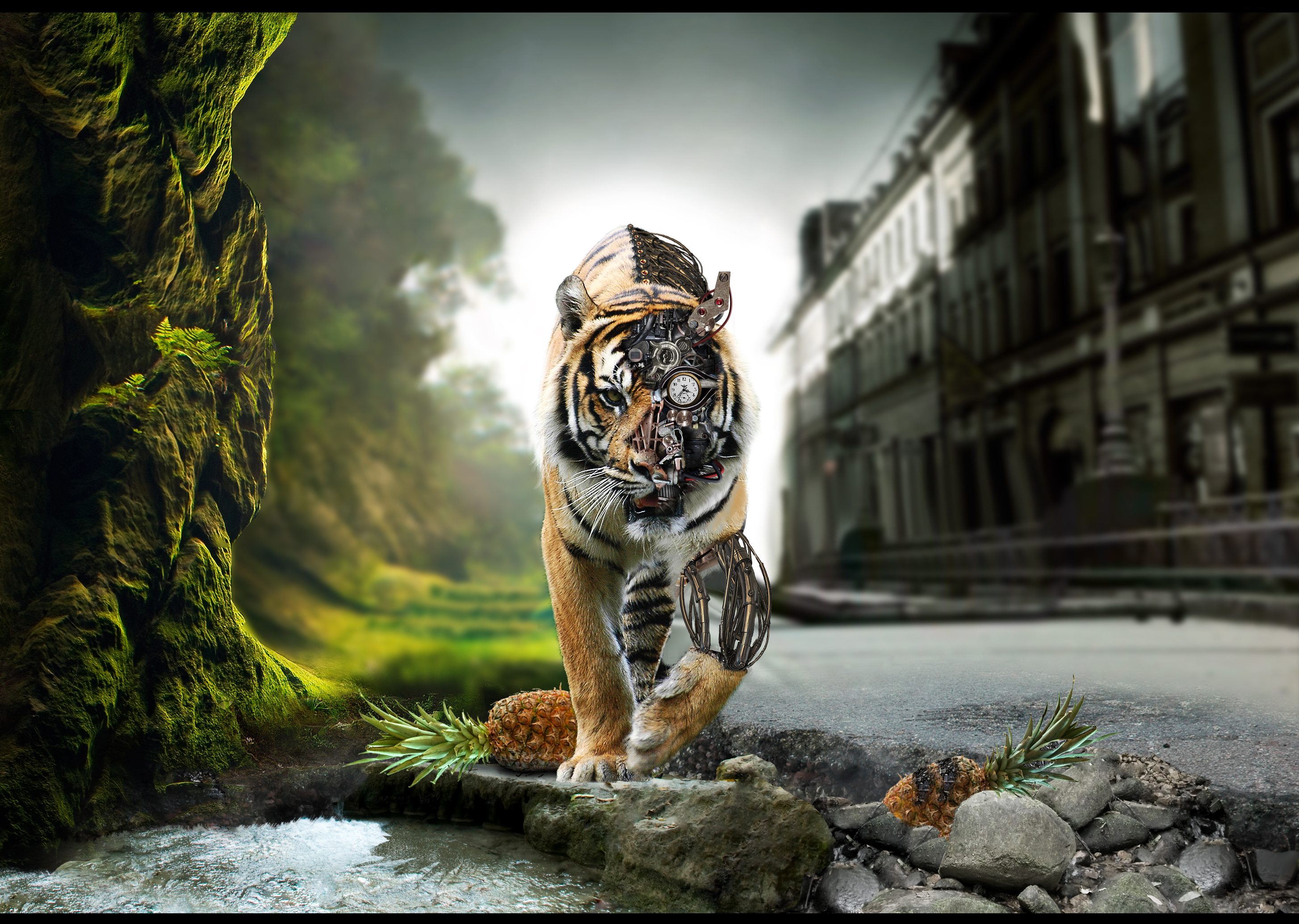 Tigers Wallpapers