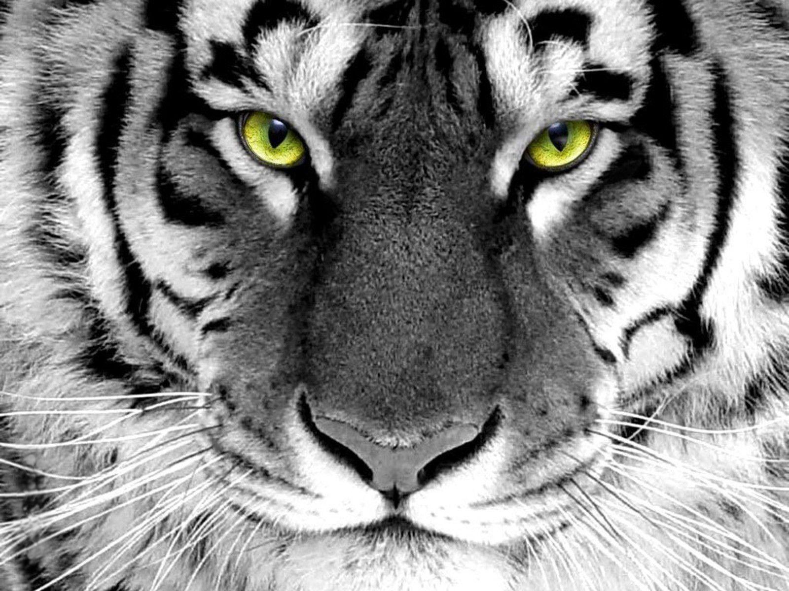 Tigers Wallpapers