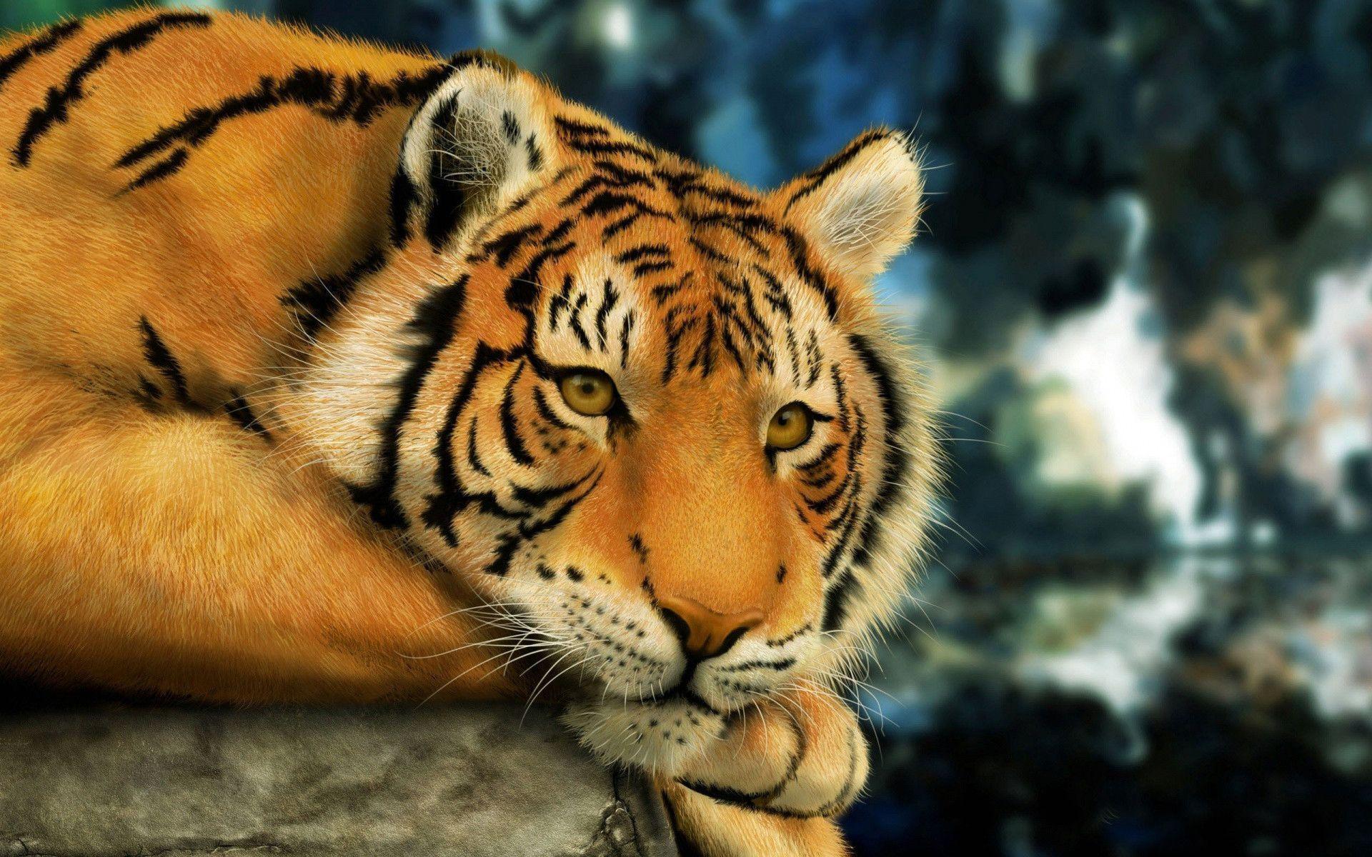 Tigers Wallpapers