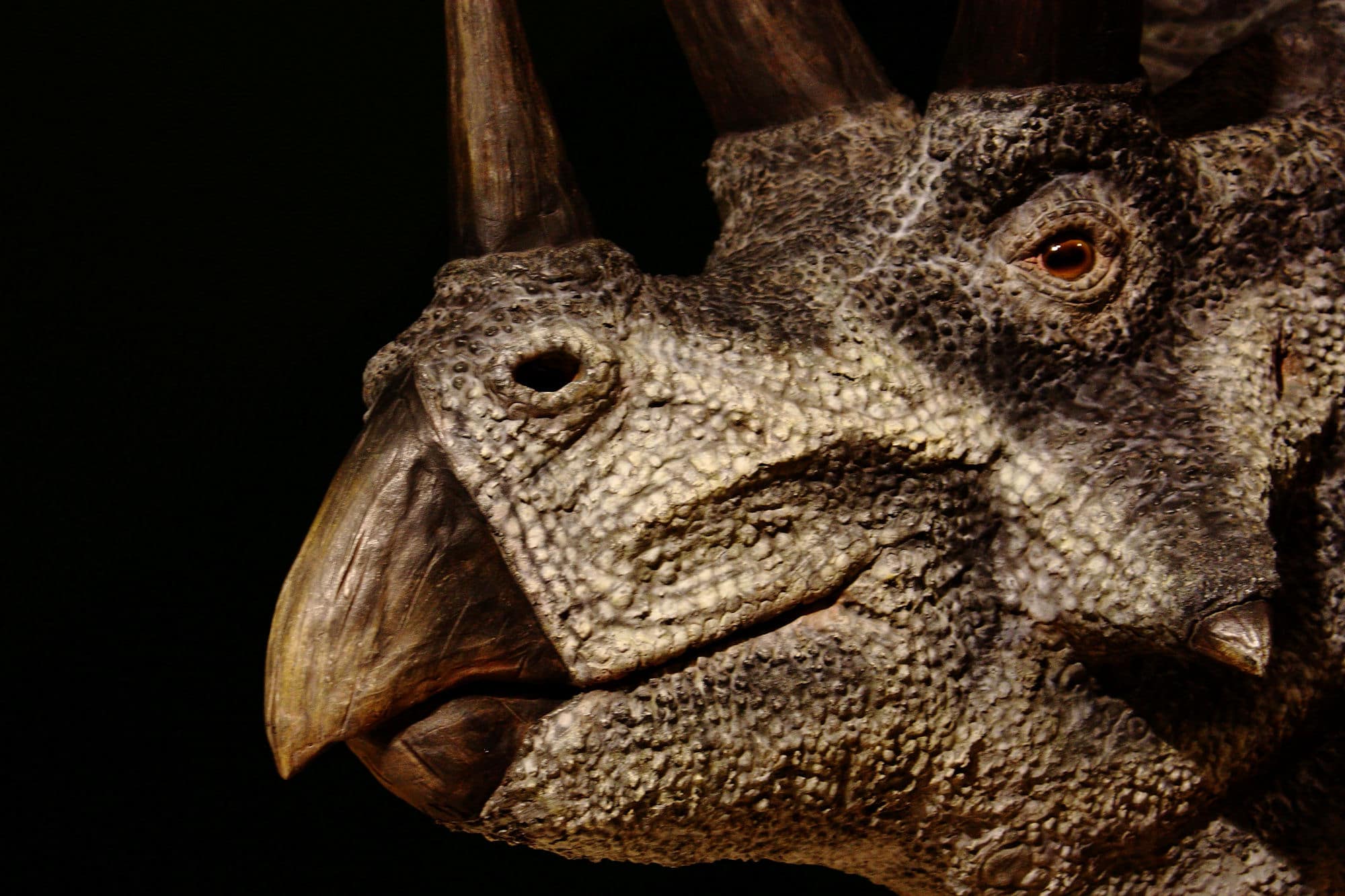 Triceratops Wallpapers