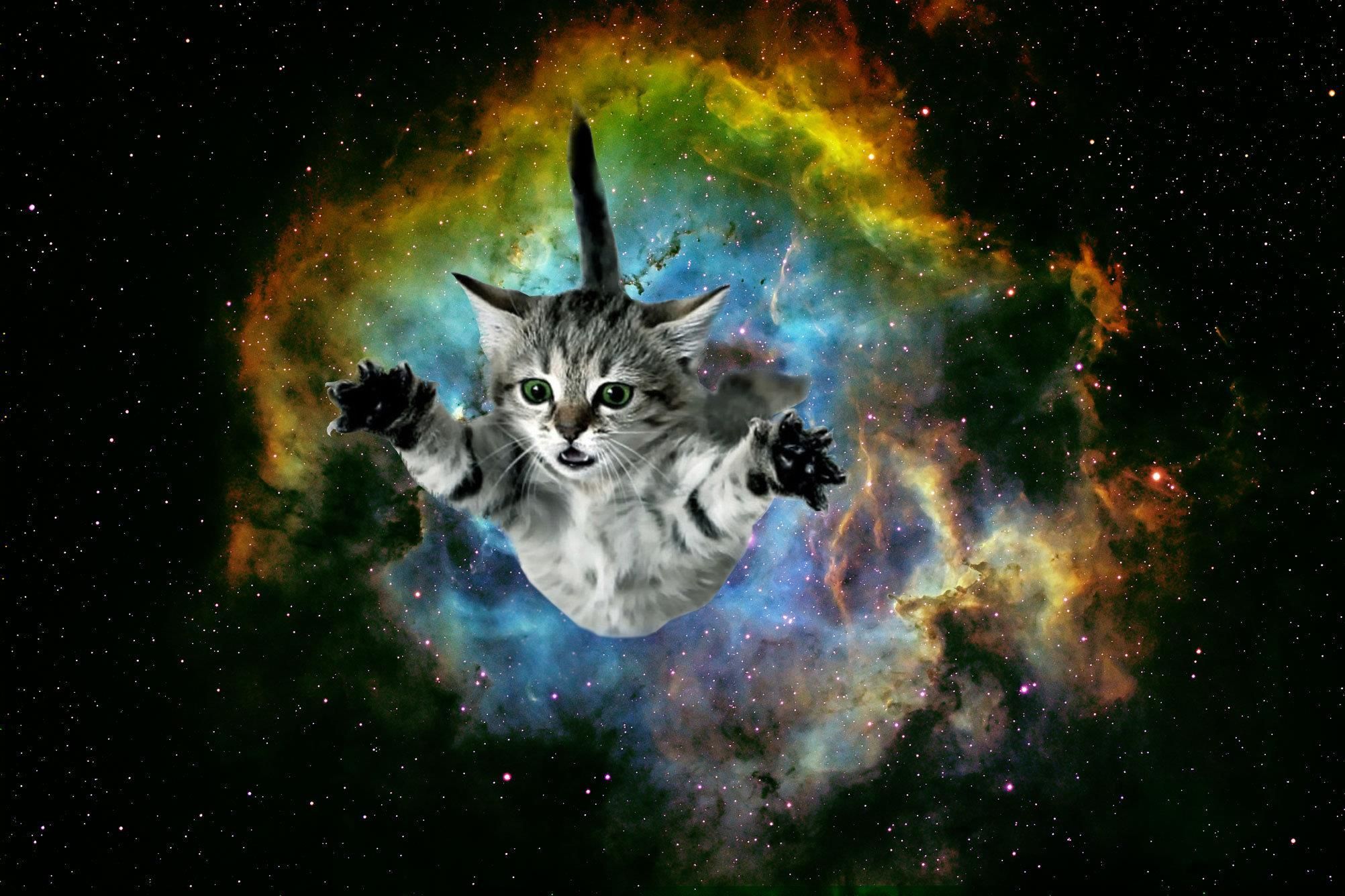 Trippy Cat Wallpapers