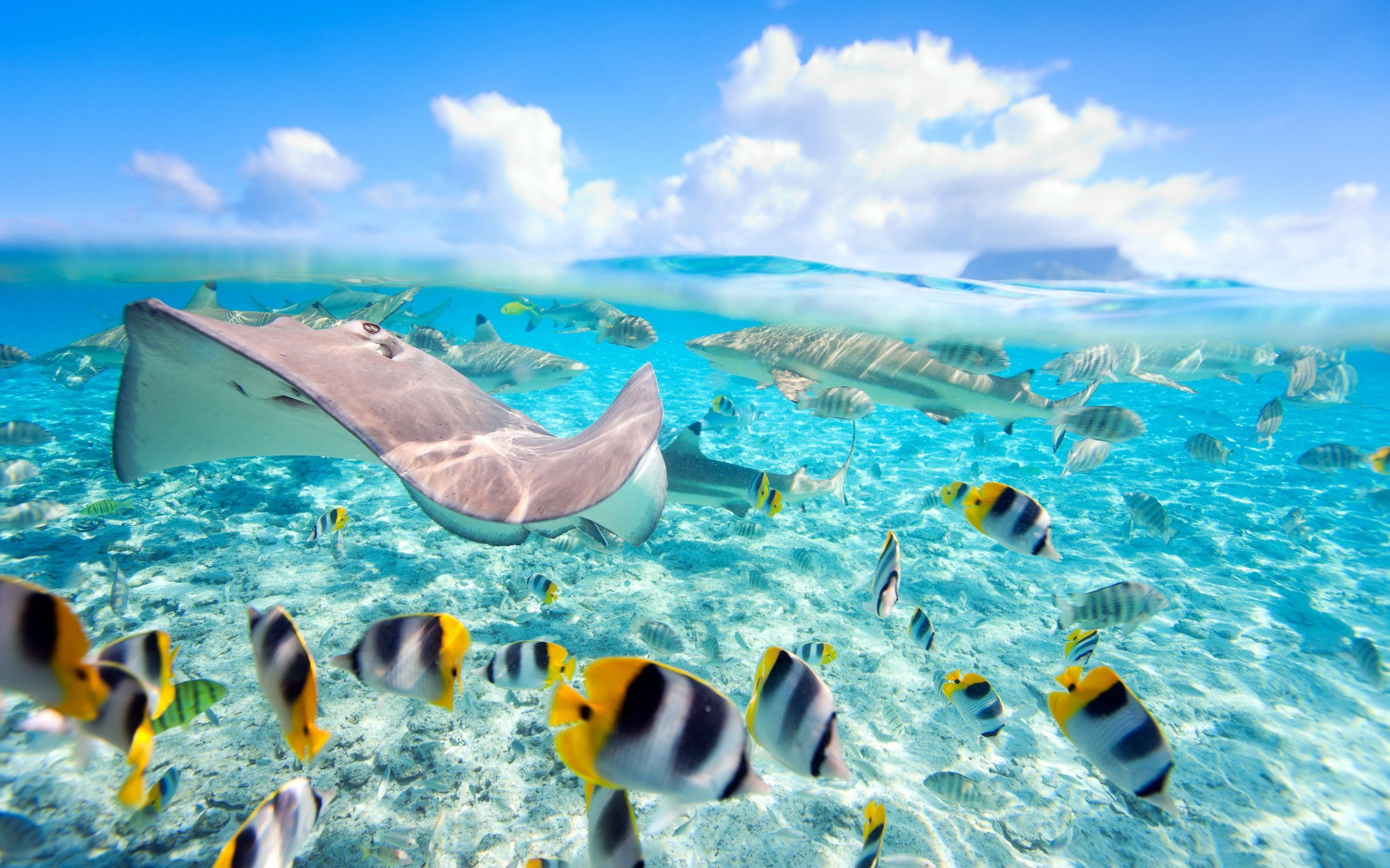 Tropical Fish Wallpapers