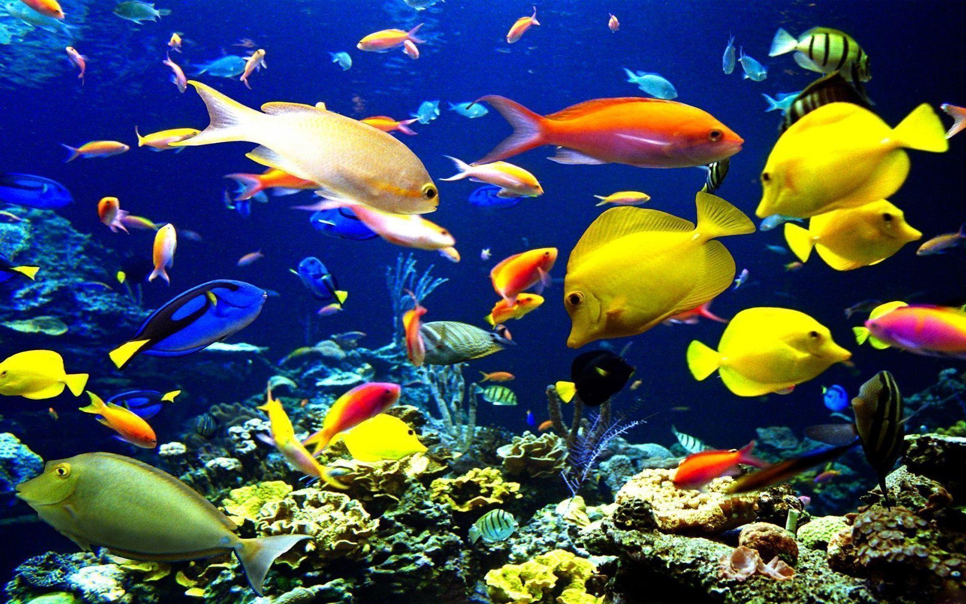 Tropical Fish Wallpapers