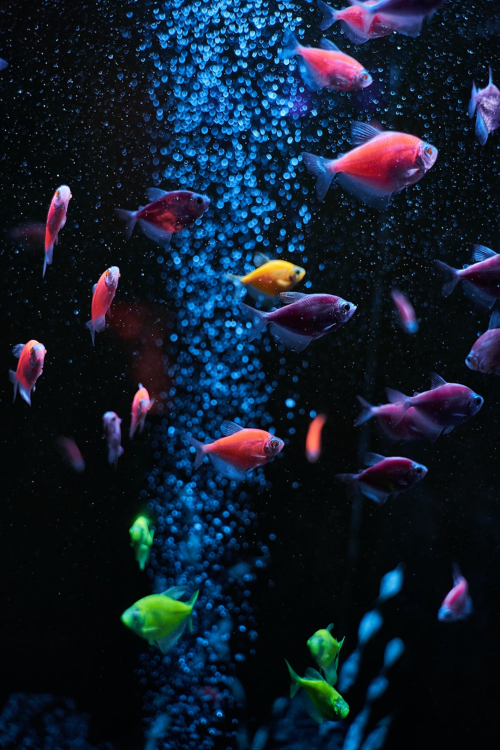 Tropical Fish Wallpapers