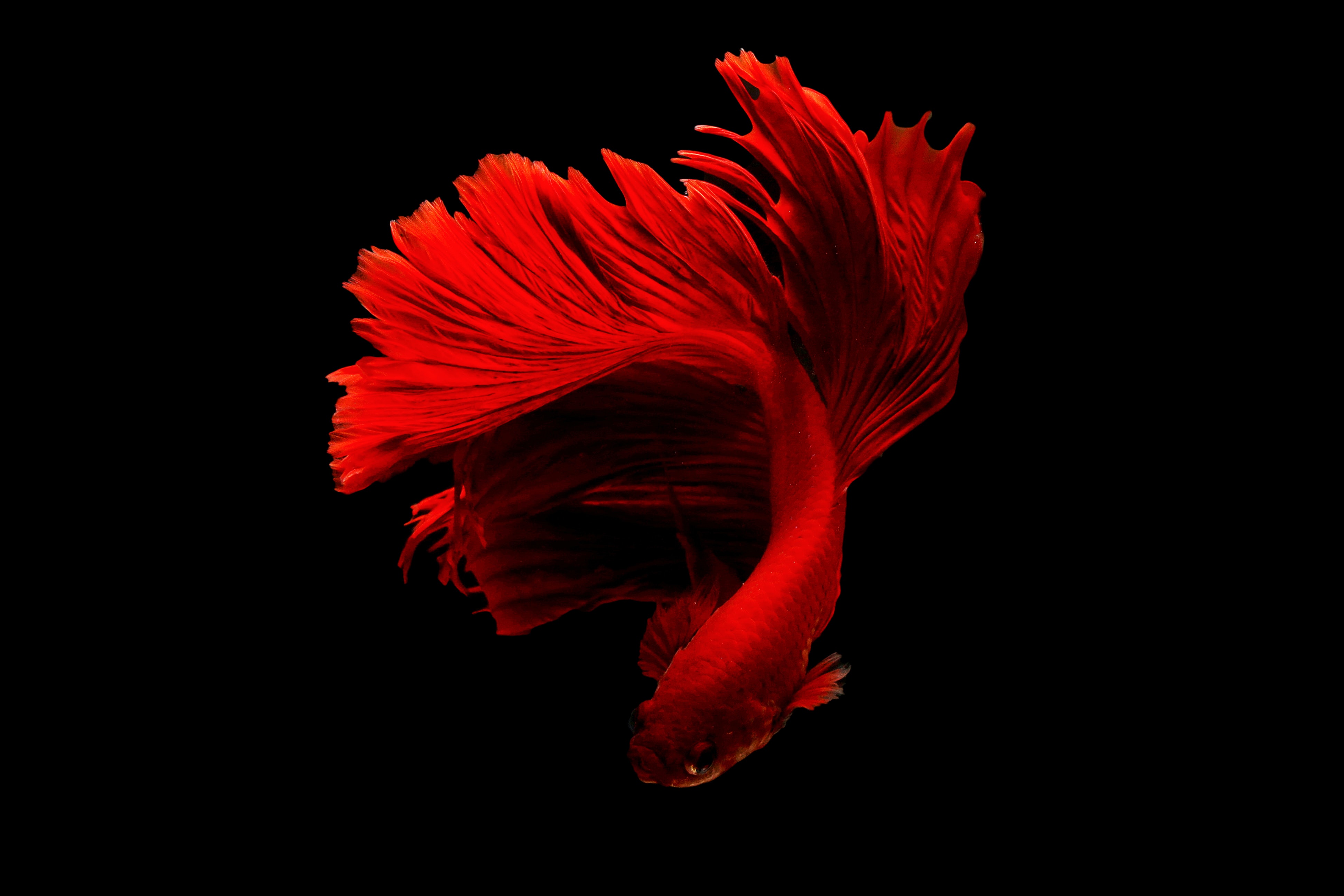 Tropical Fish Wallpapers