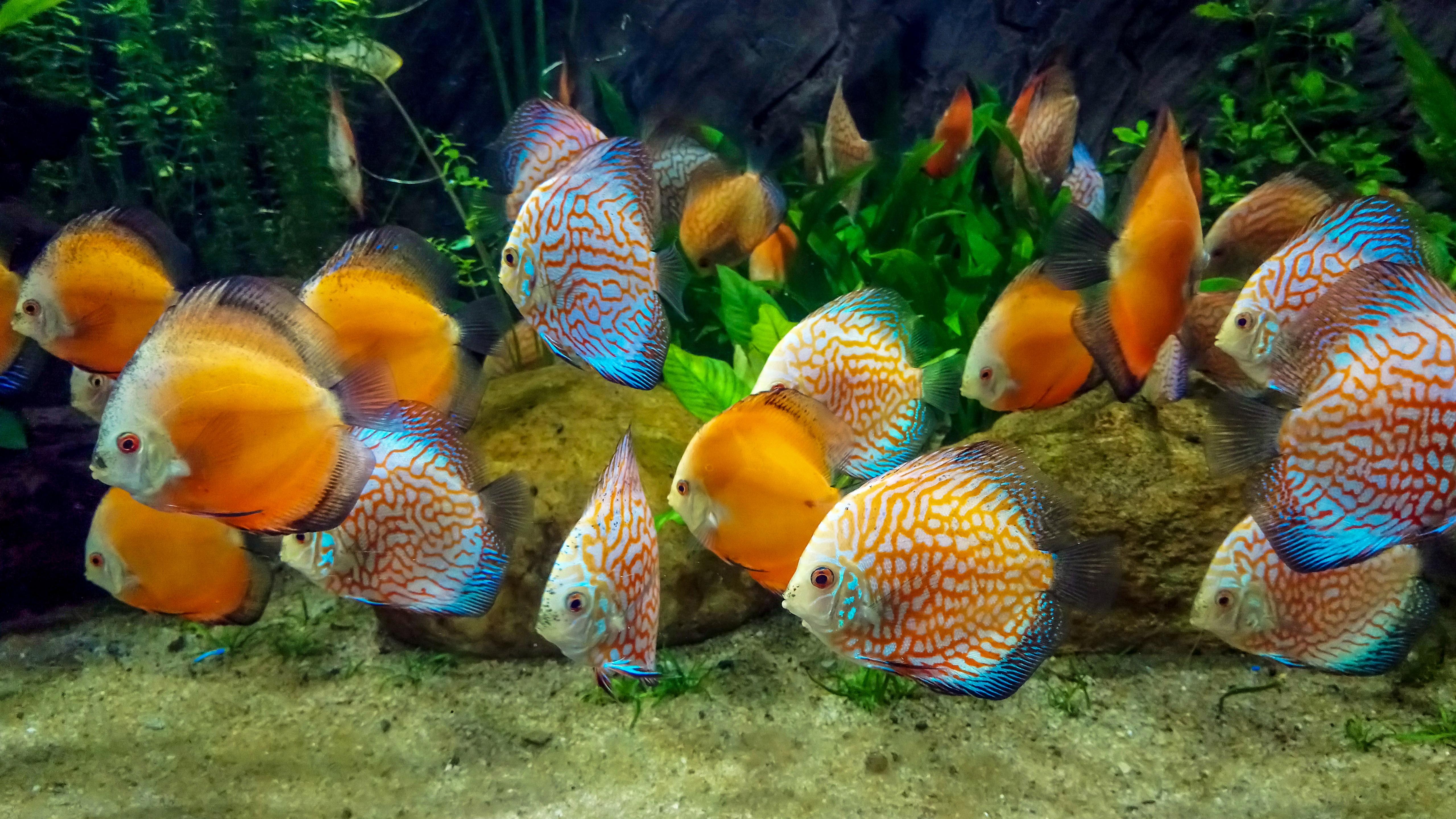 Tropical Fish Wallpapers