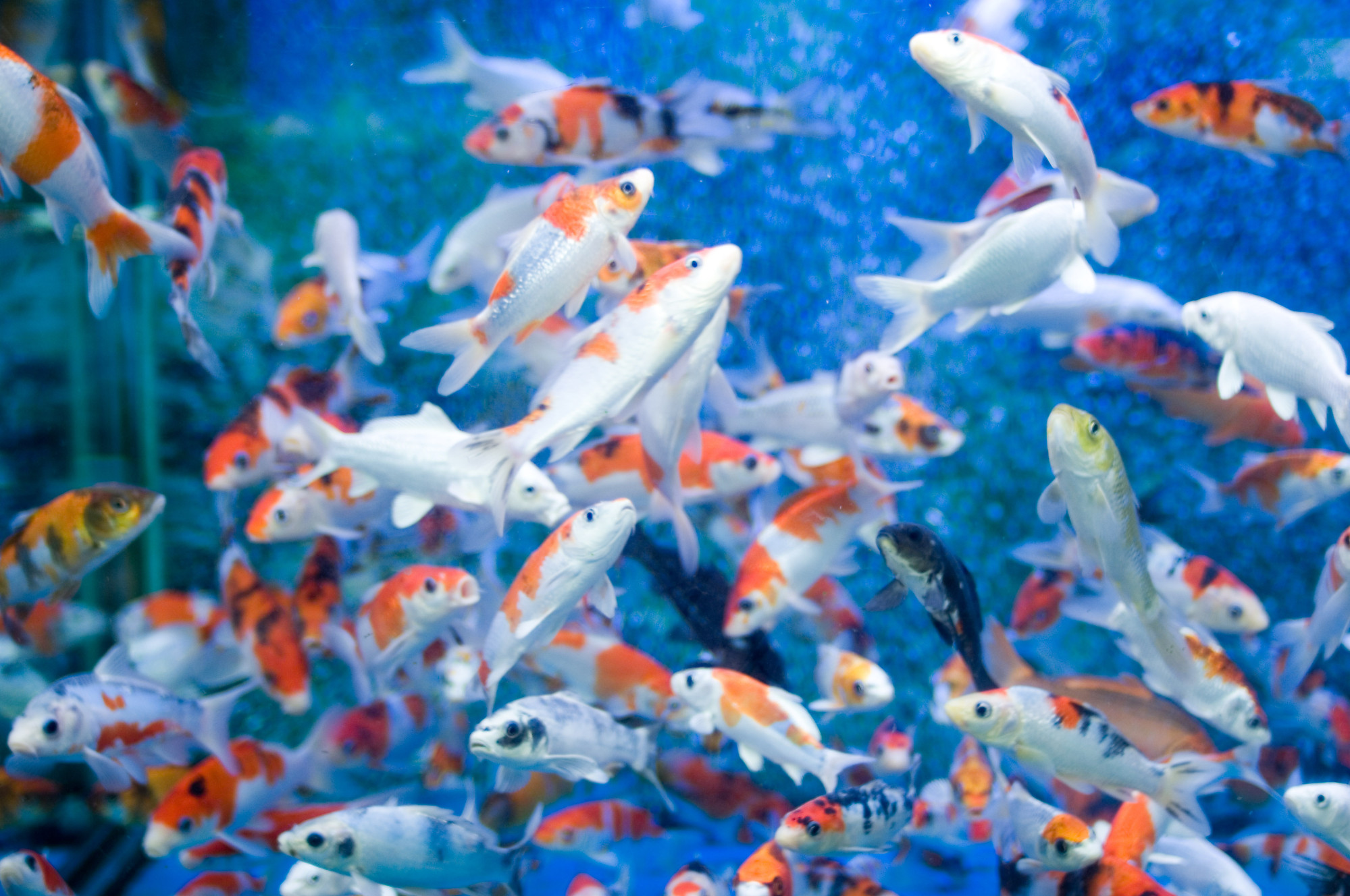 Tropical Fish Wallpapers