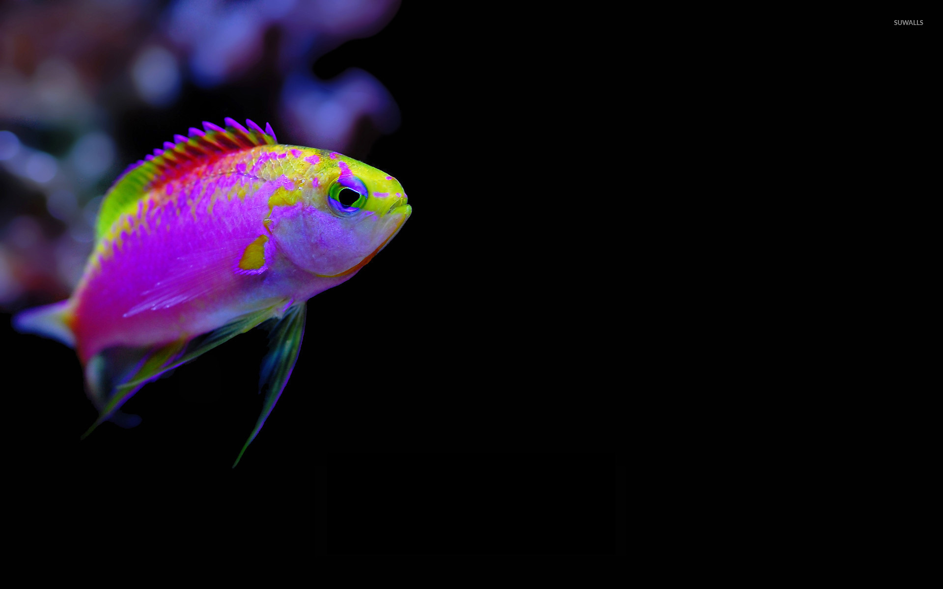 Tropical Fish Wallpapers