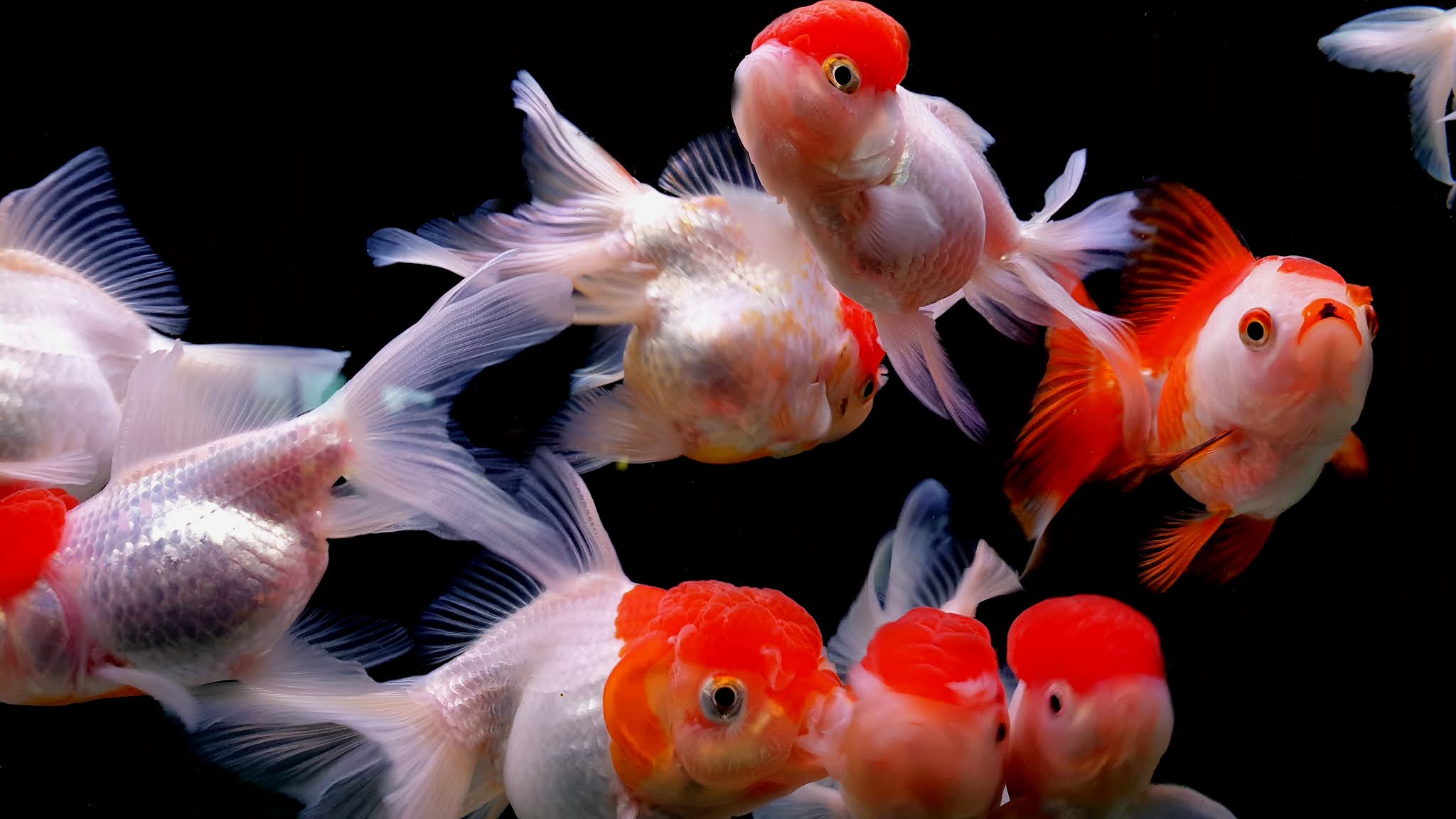 Tropical Fish Wallpapers