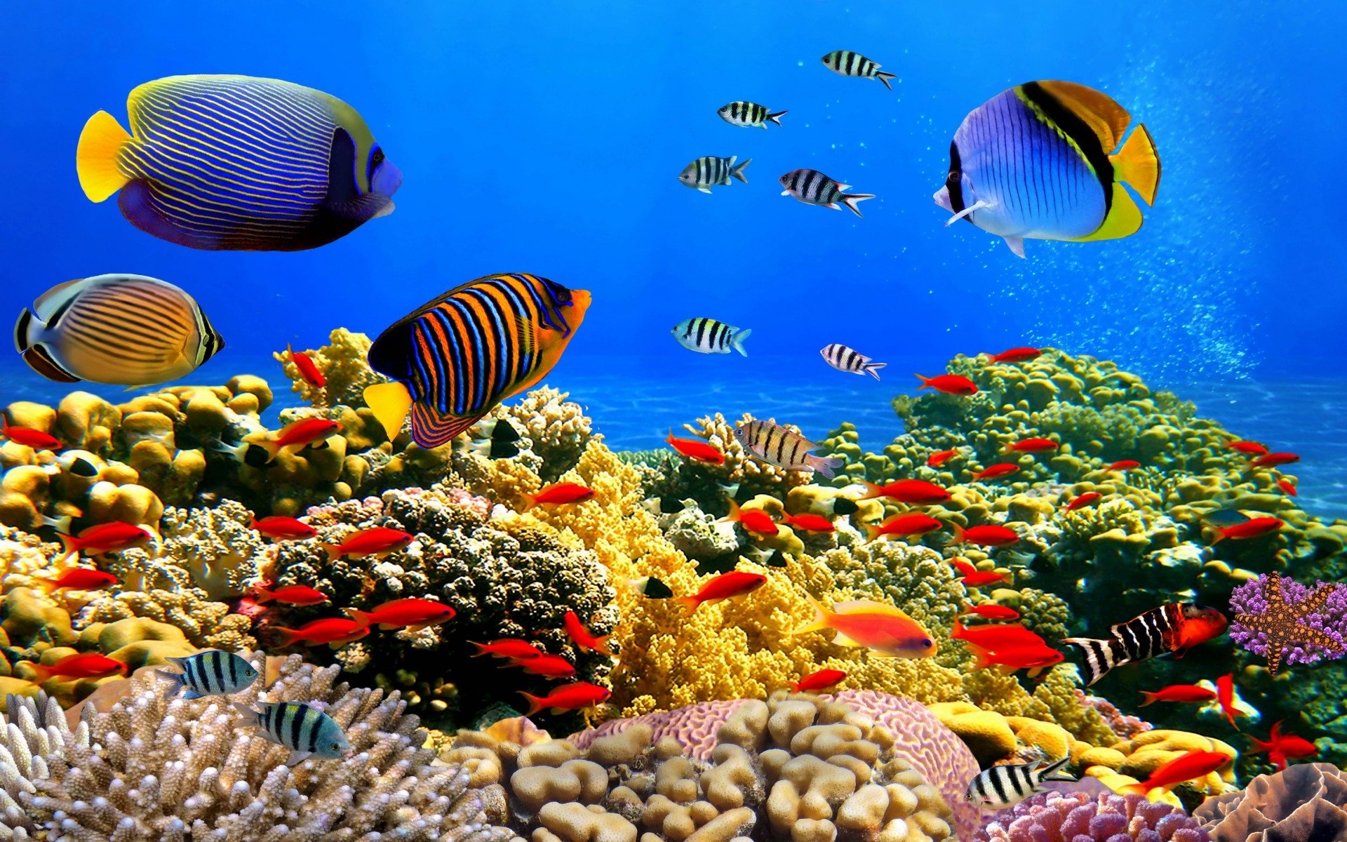 Tropical Fish Wallpapers