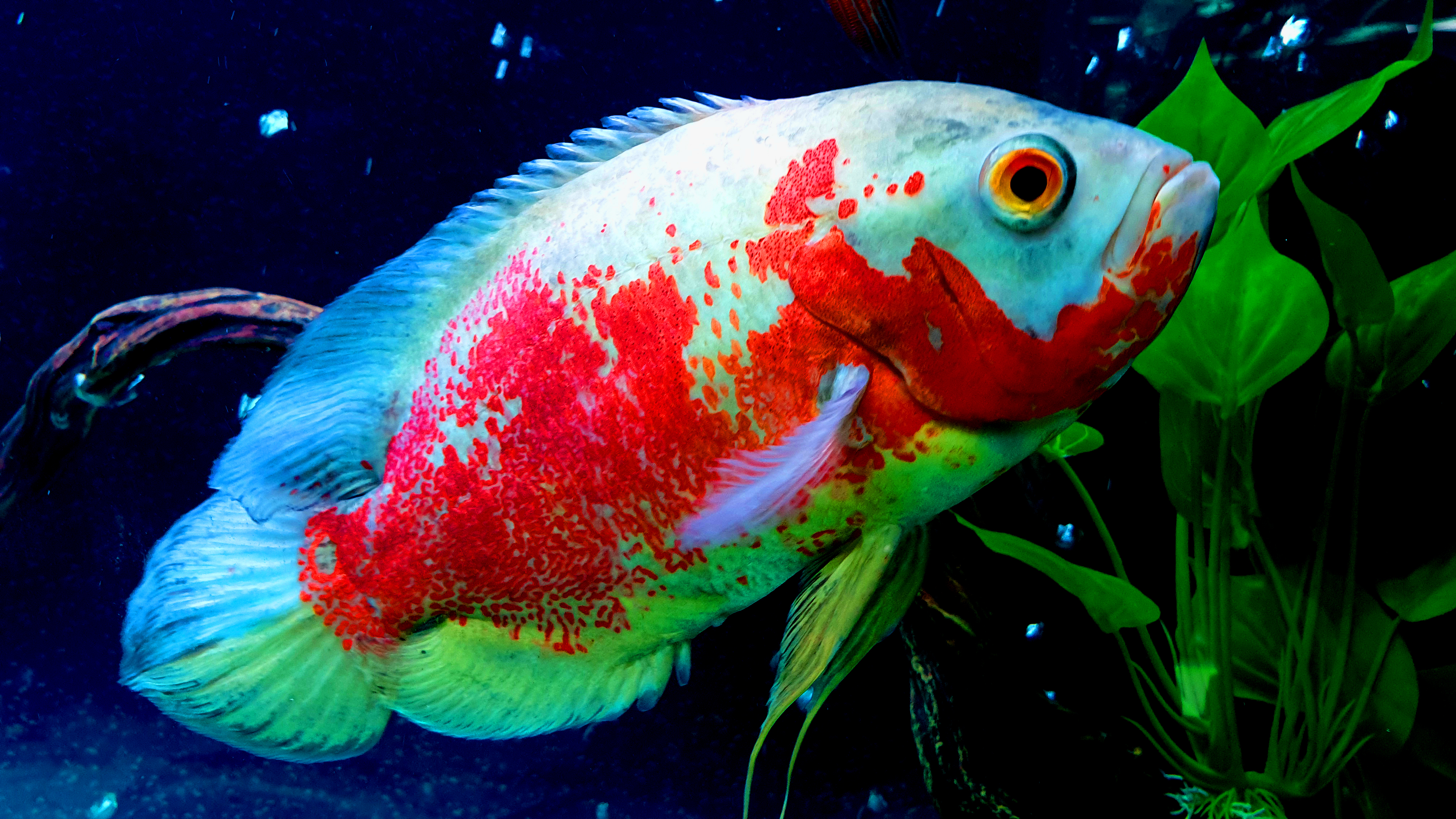 Tropical Fish Wallpapers