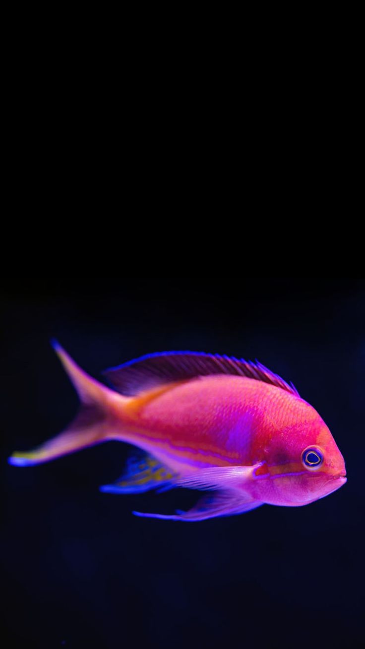 Tropical Fish Wallpapers