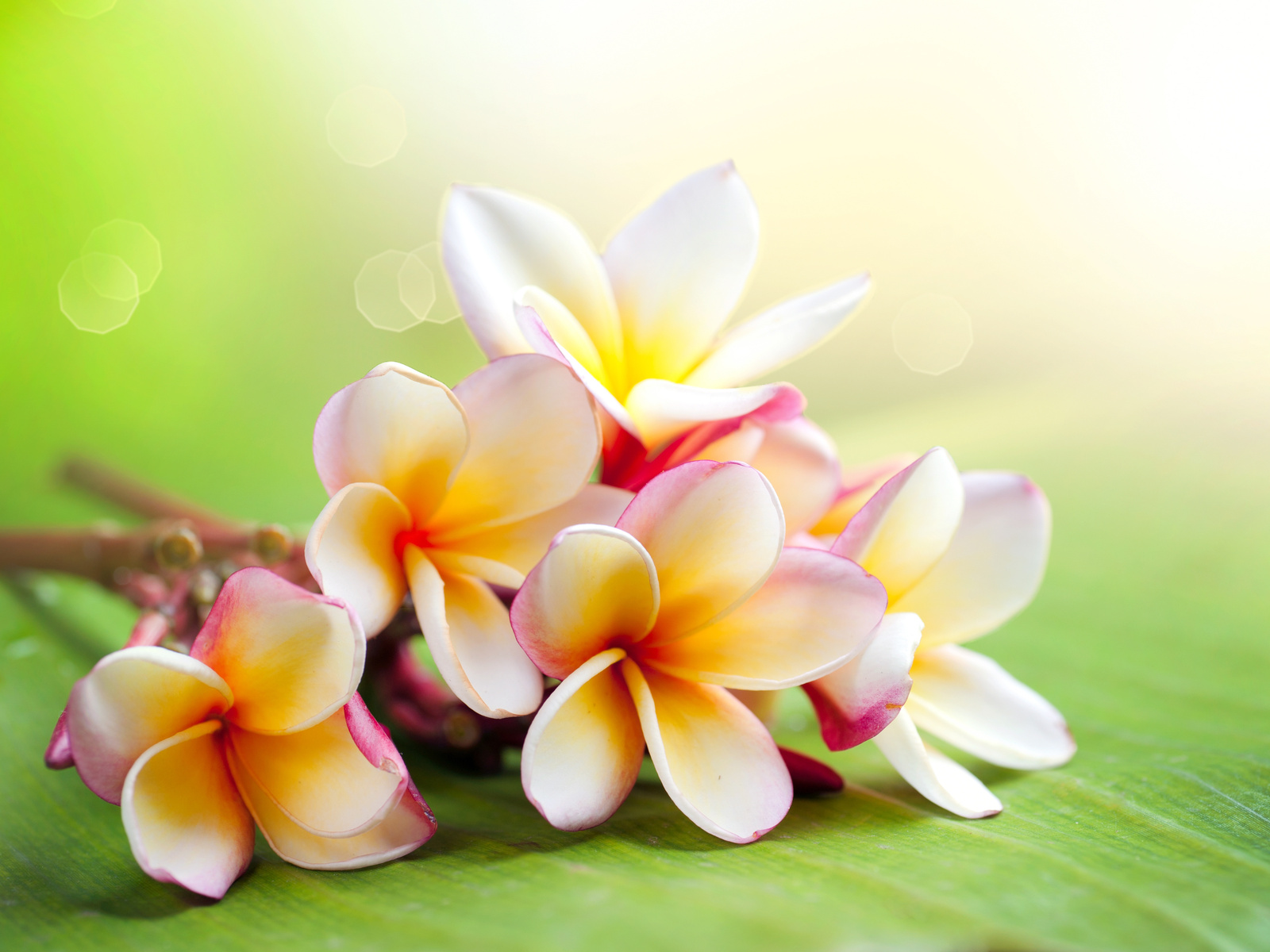 Tropical Flower Wallpapers