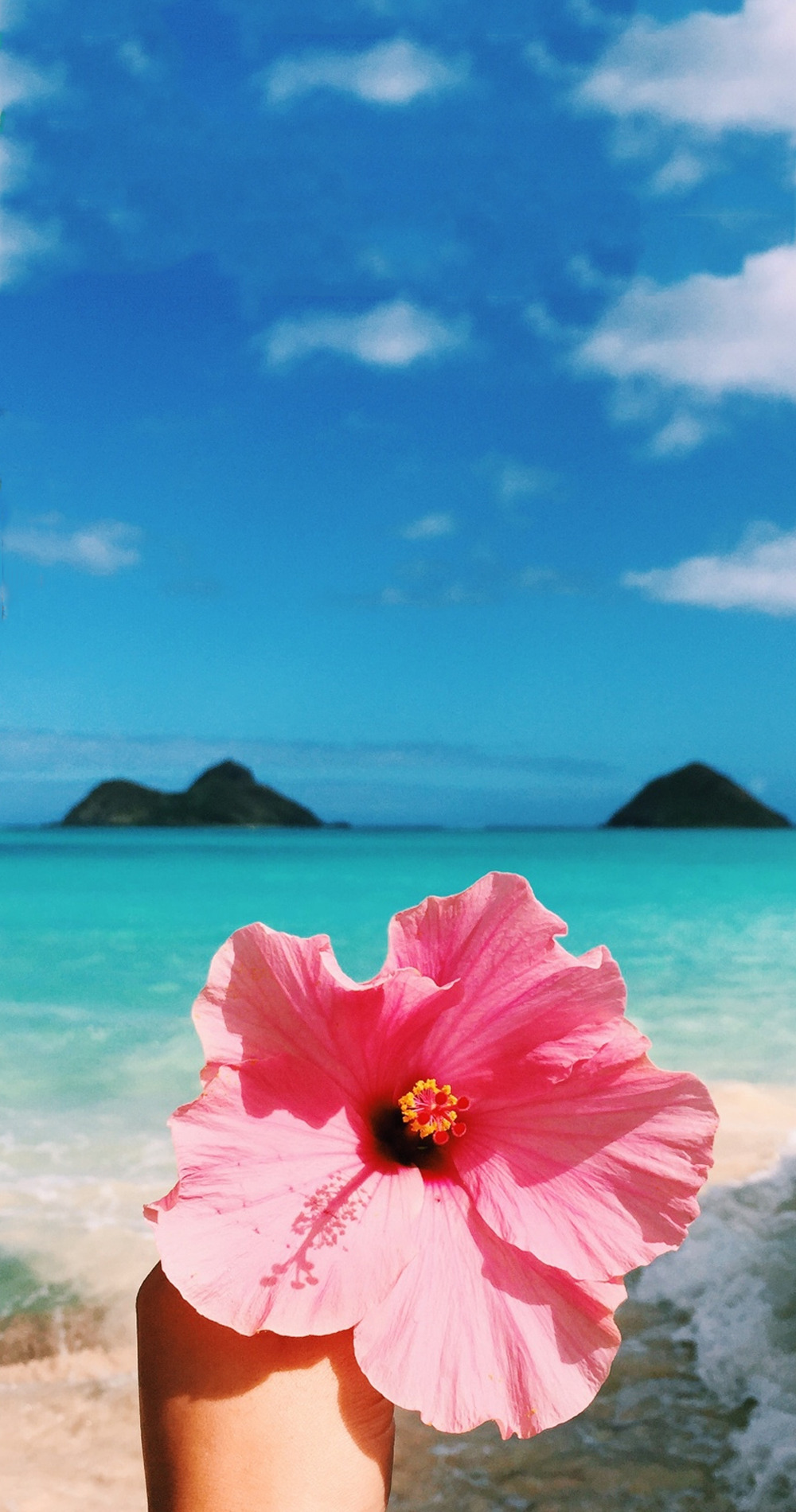 Tropical Flower Wallpapers