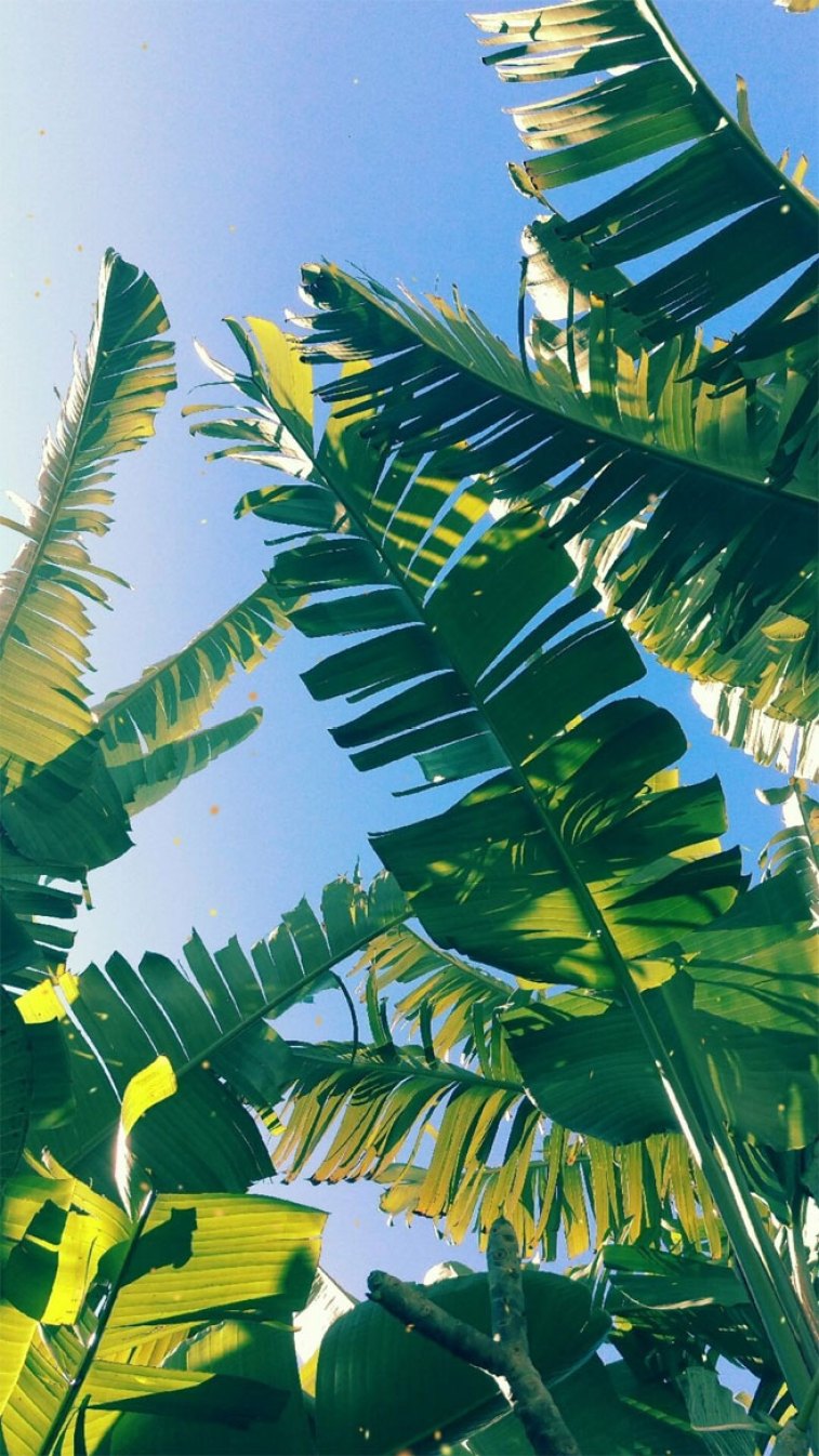 Tropical Iphone Wallpapers