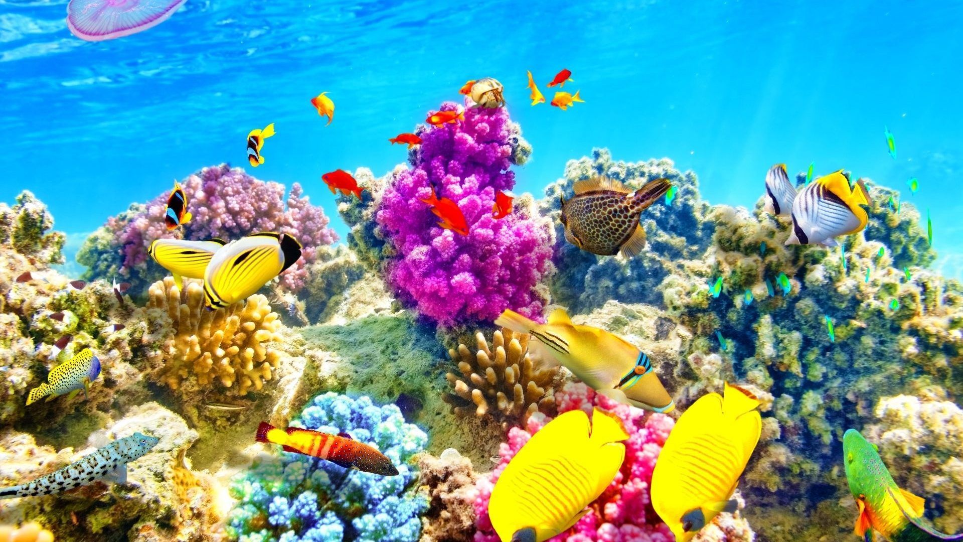 Tropical Underwater Wallpapers