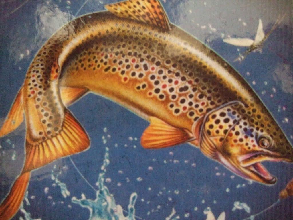 Trout Wall Paper Wallpapers