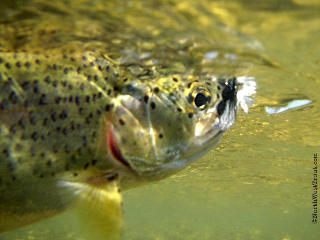 Trout Wall Paper Wallpapers