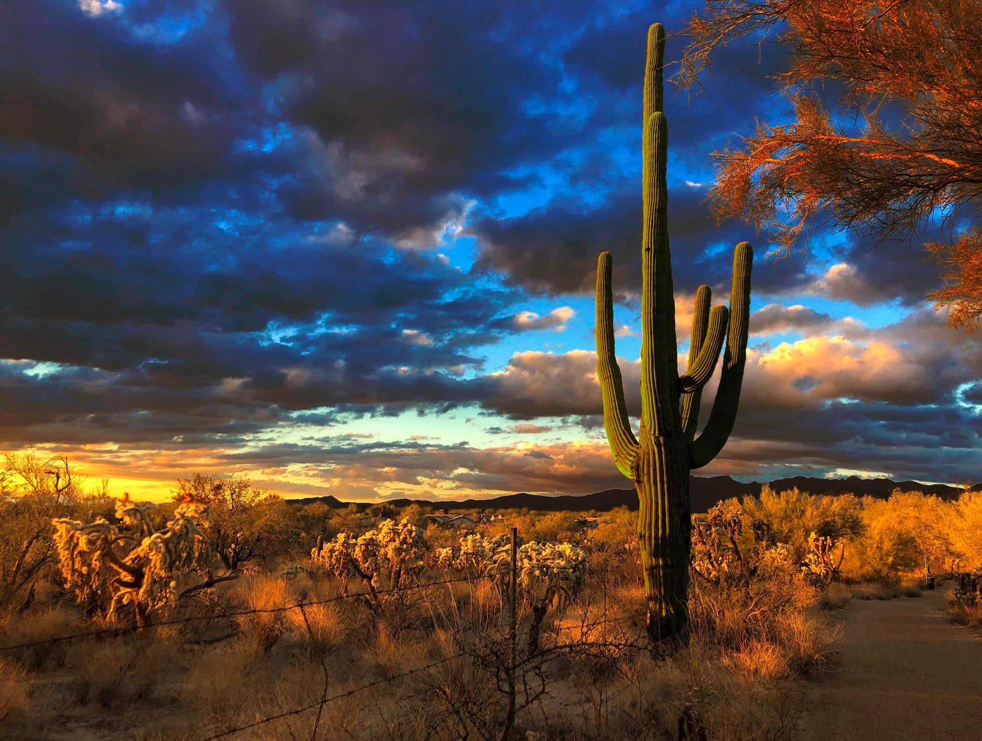 Tucson Sunset Wallpapers