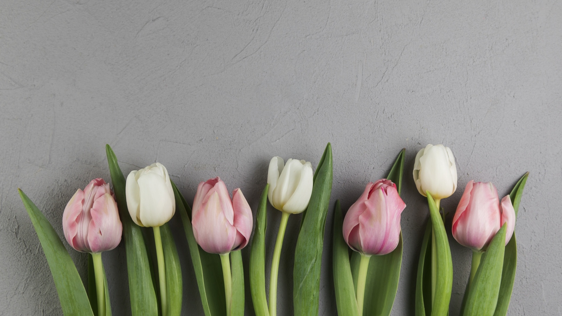 Tulip Desktop Wallpapers