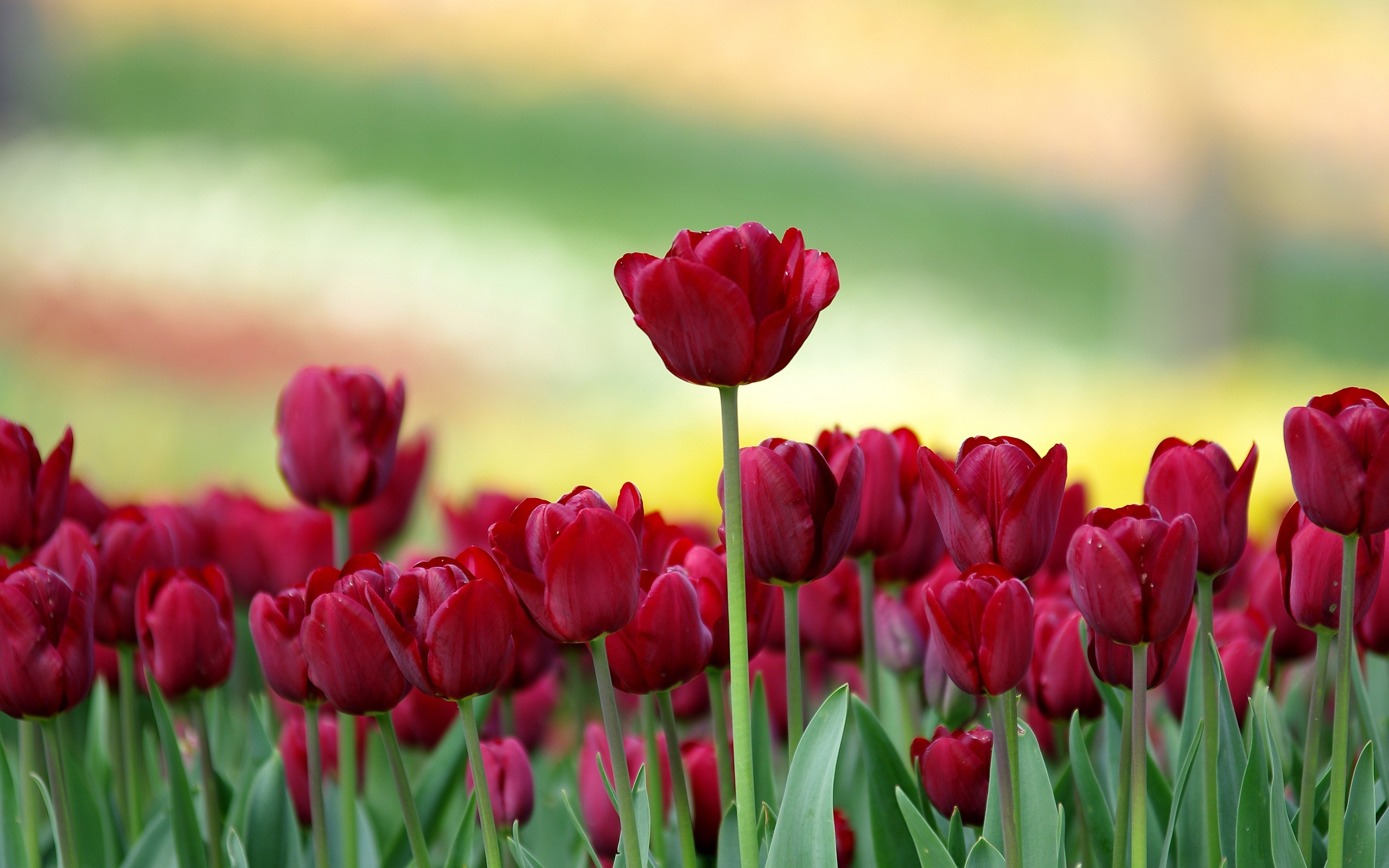 Tulip Desktop Wallpapers