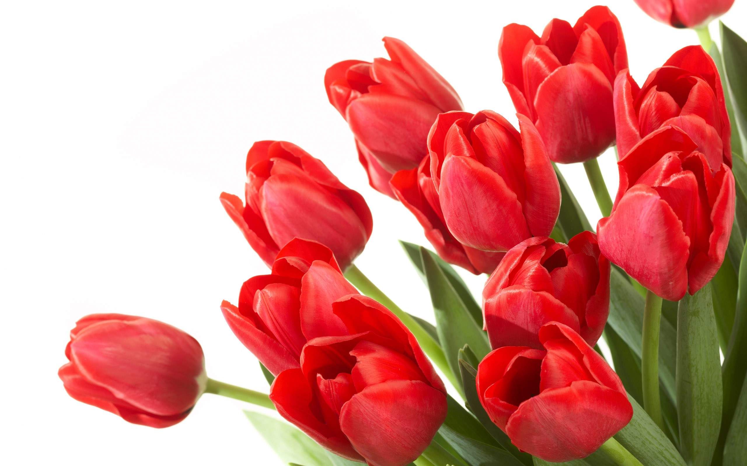 Tulip Flower Wallpapers