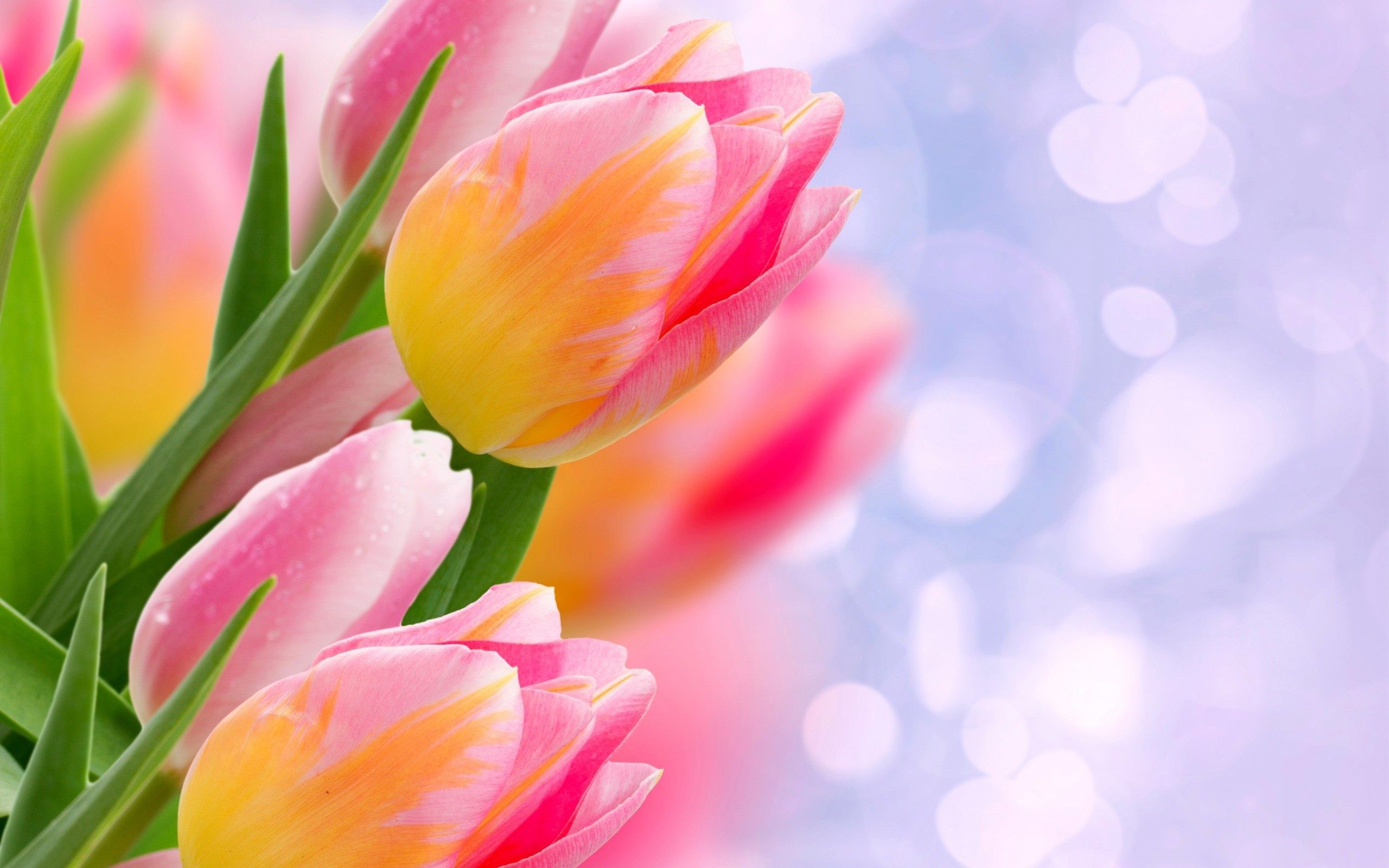 Tulip Flower Wallpapers