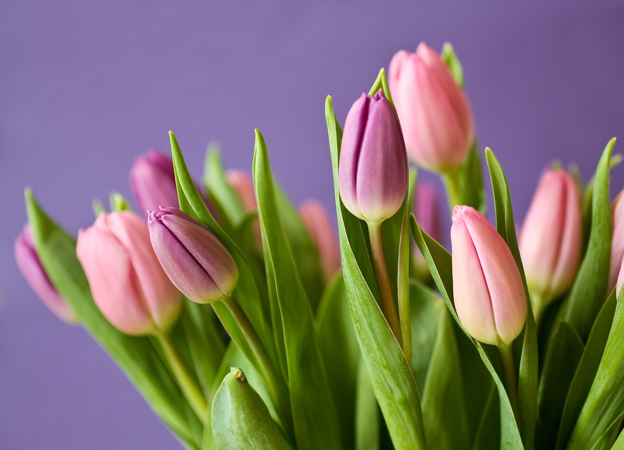 Tulip Flower Wallpapers