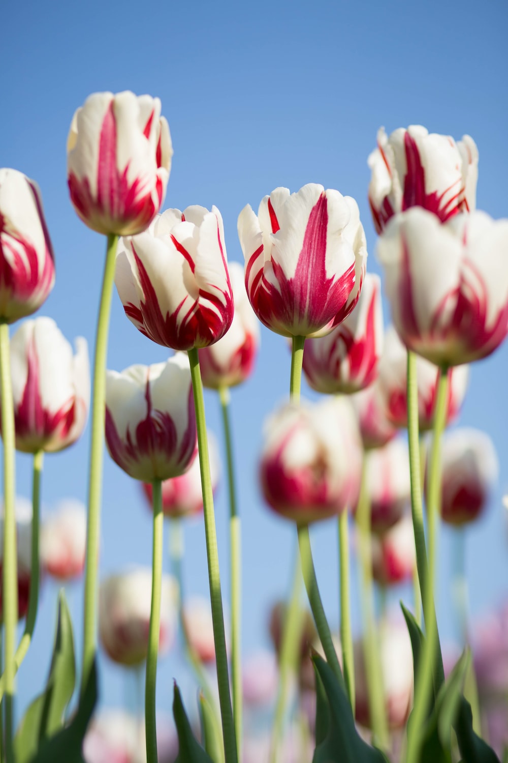 Tulip Flower Wallpapers