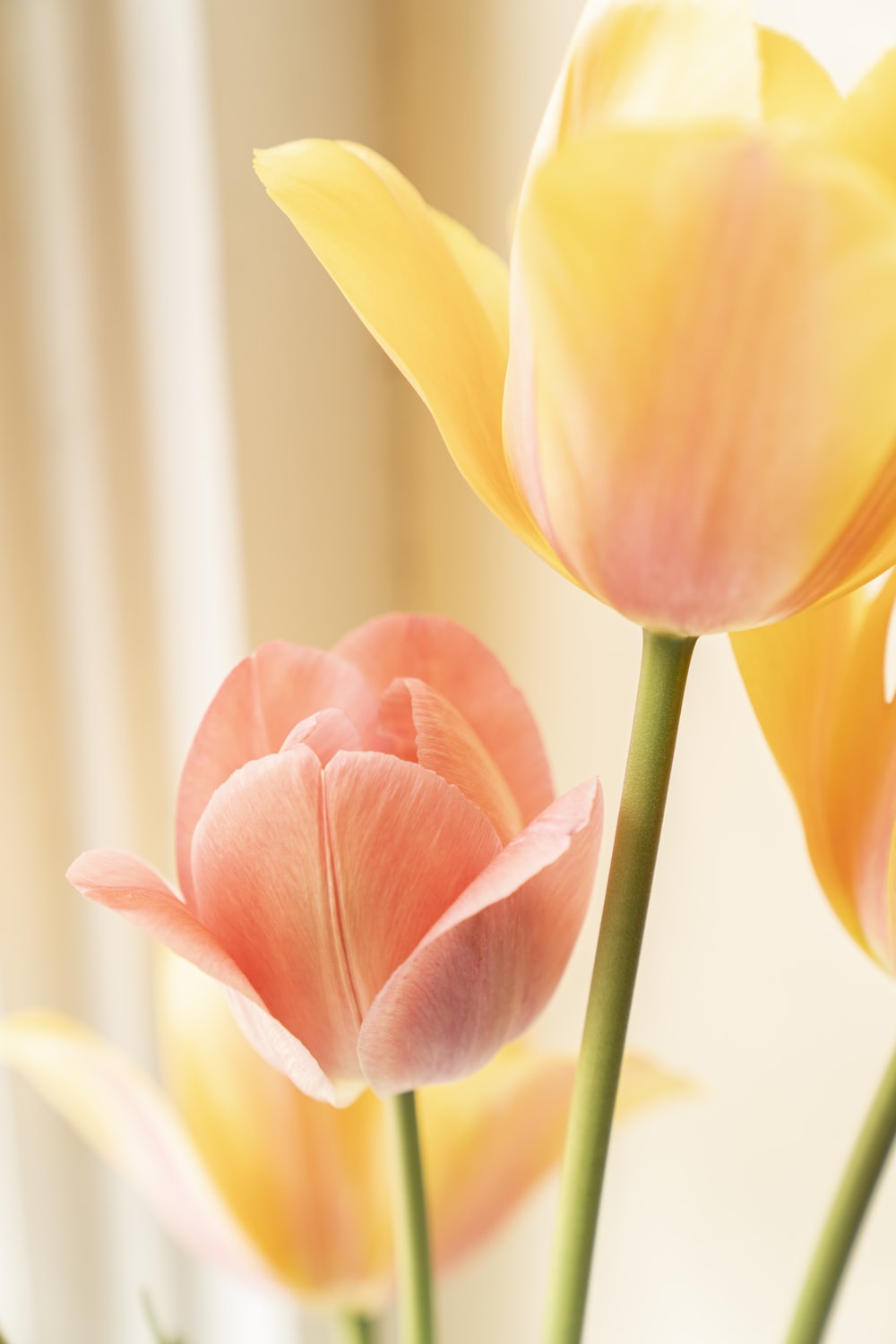 Tulip Flower Wallpapers