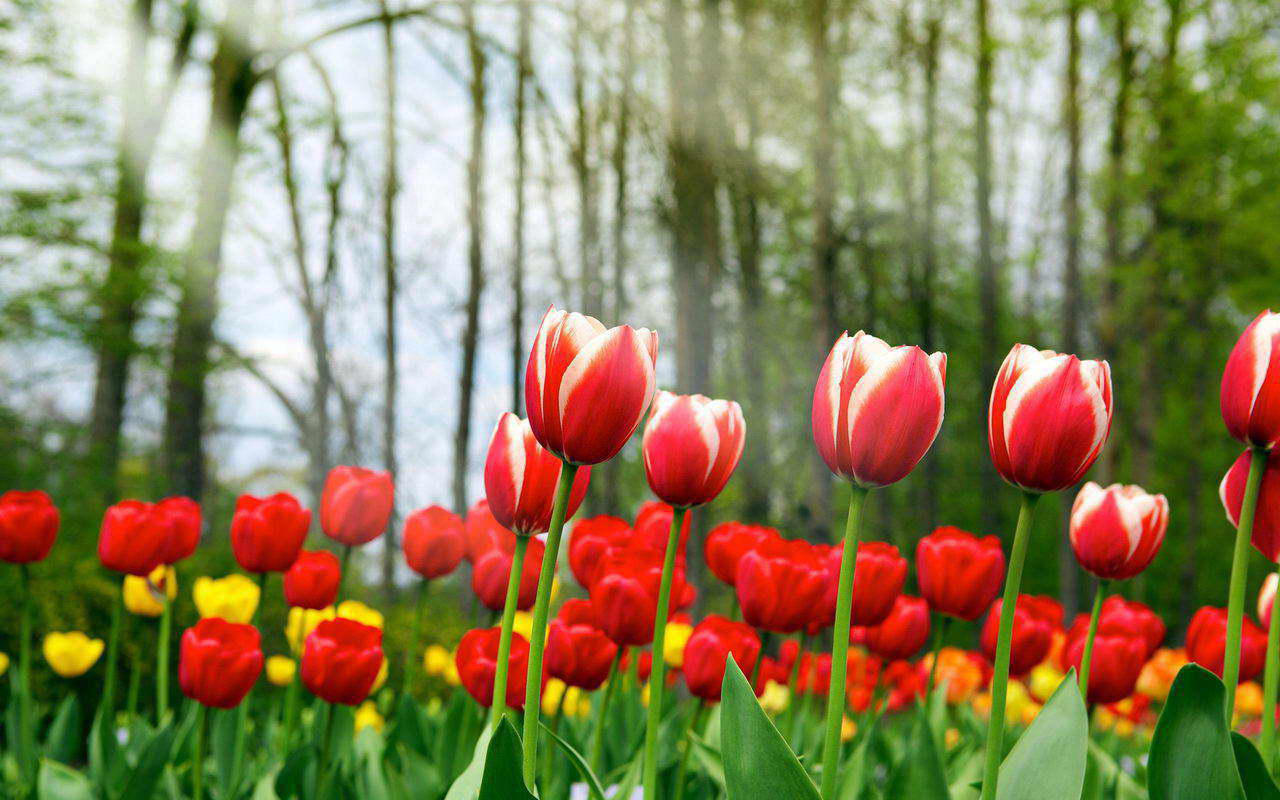 Tulip Flower Wallpapers