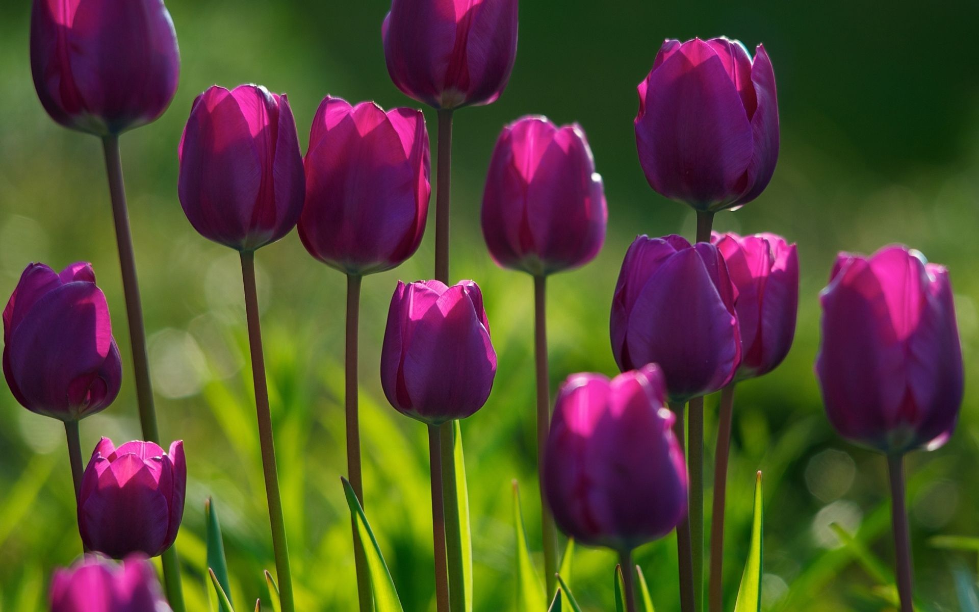 Tulip Flower Wallpapers