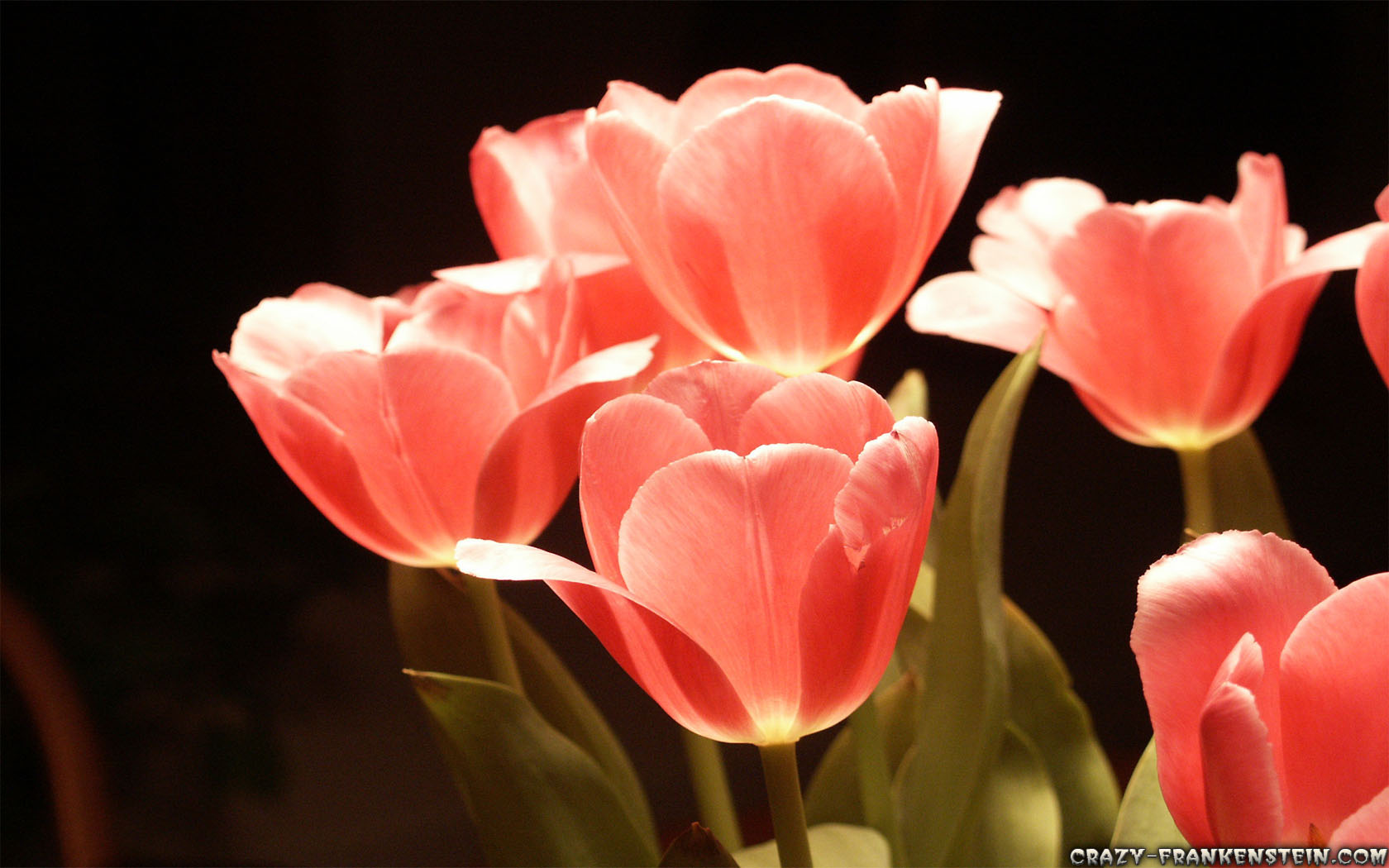 Tulip Flower Wallpapers