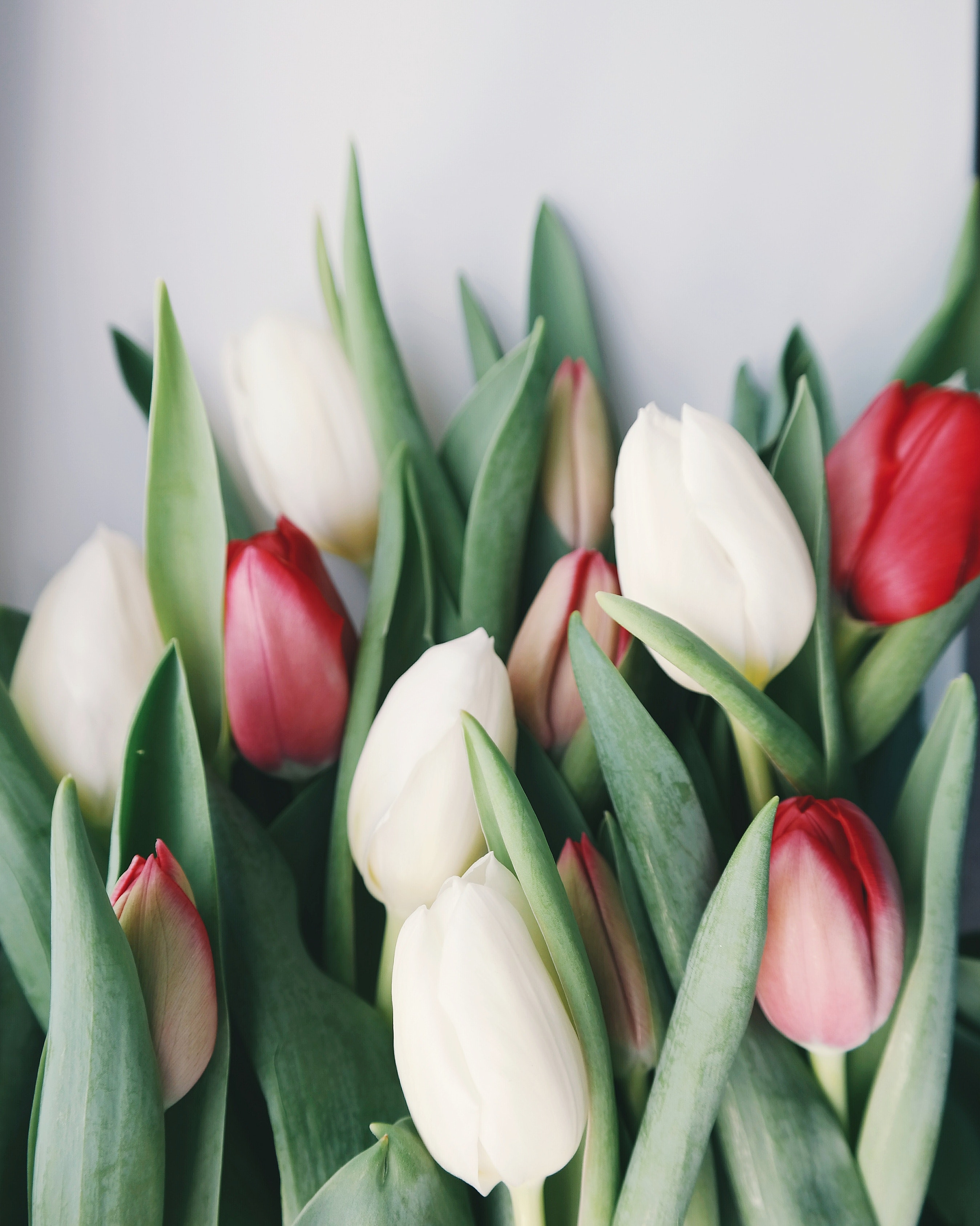 Tulip Flower Wallpapers